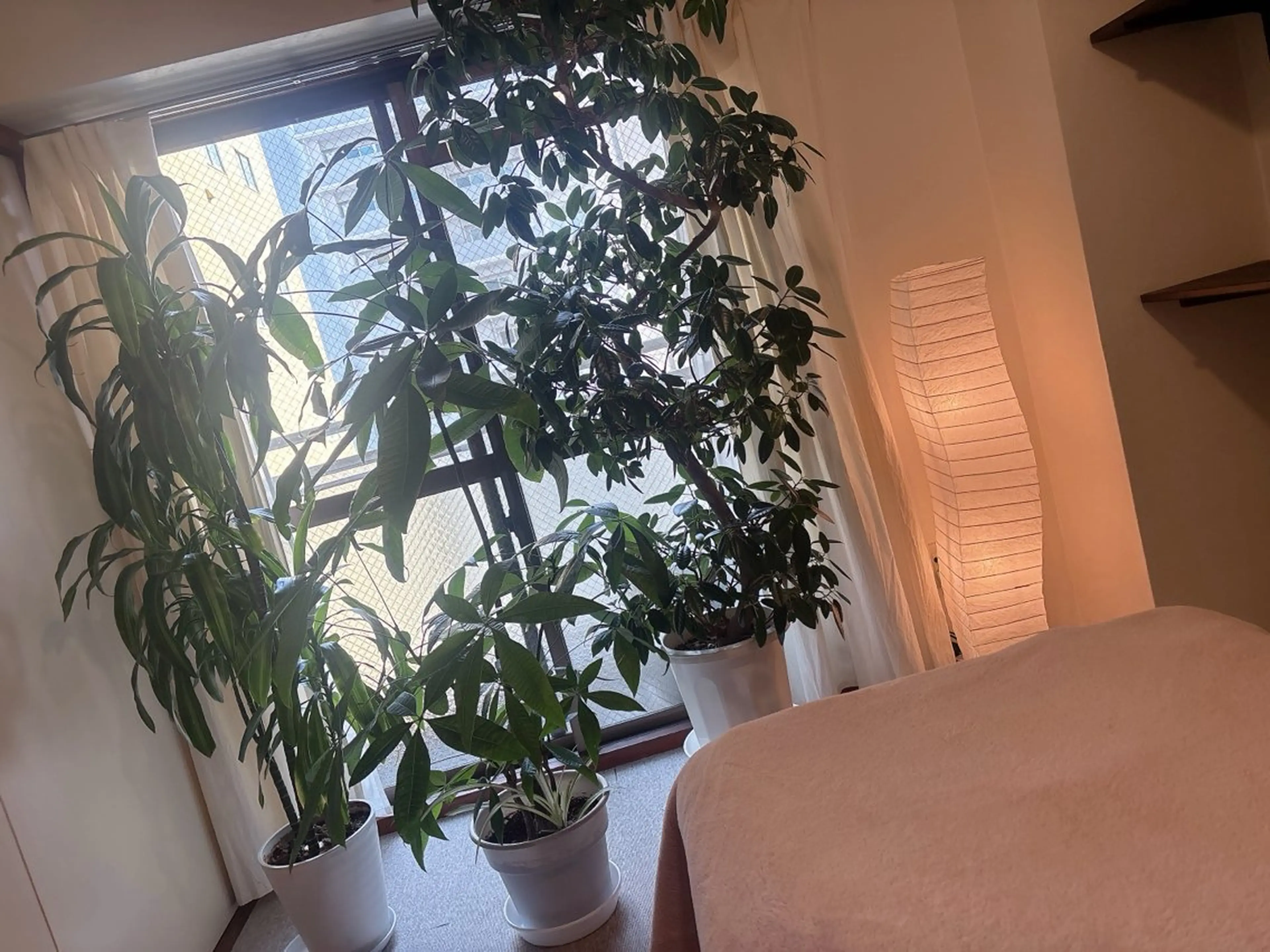 美容整体60min×韓国院よもぎ蒸し40min セット☘️の写真