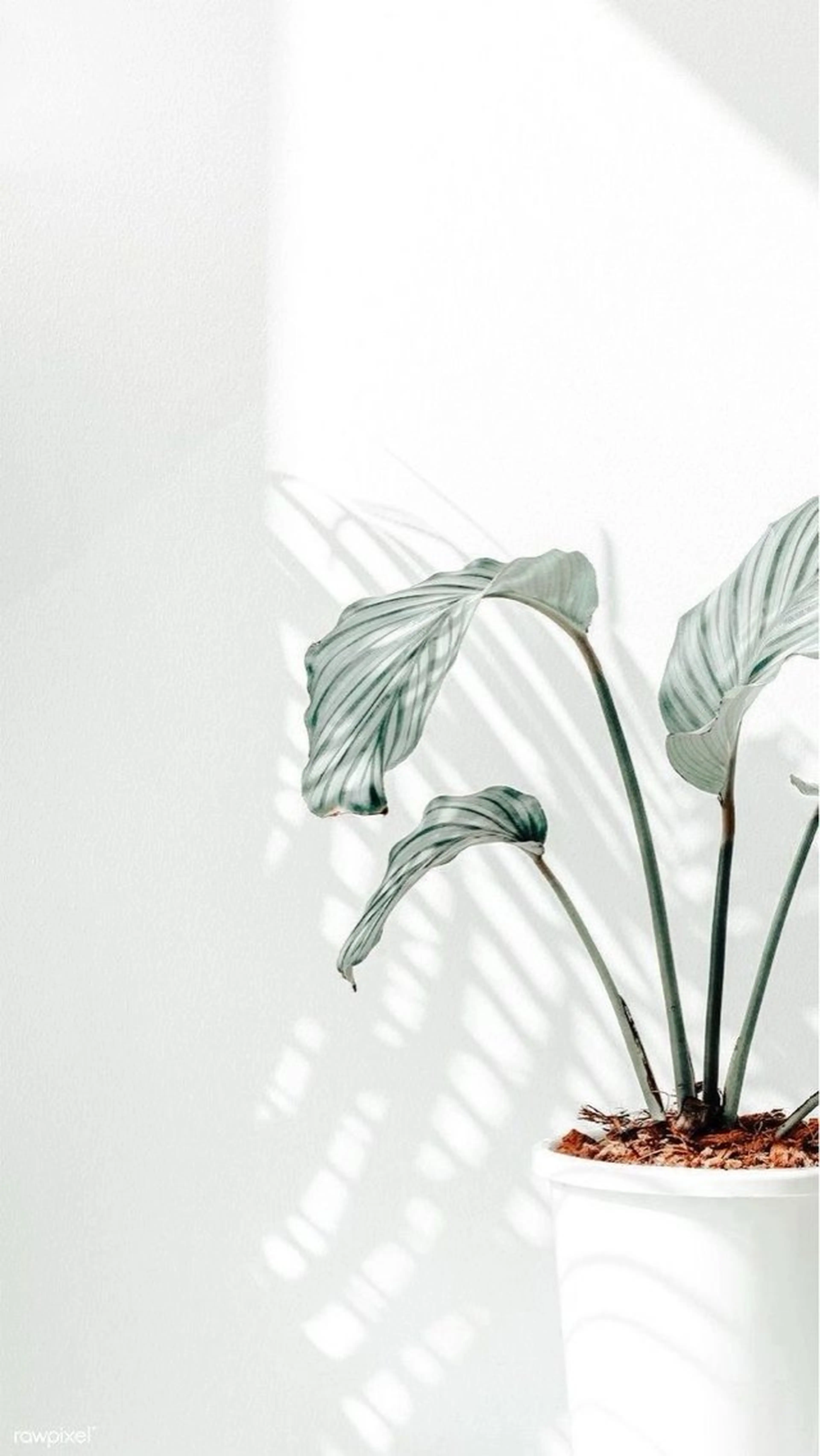 ネイル asuka 🐰のネイルデザイン