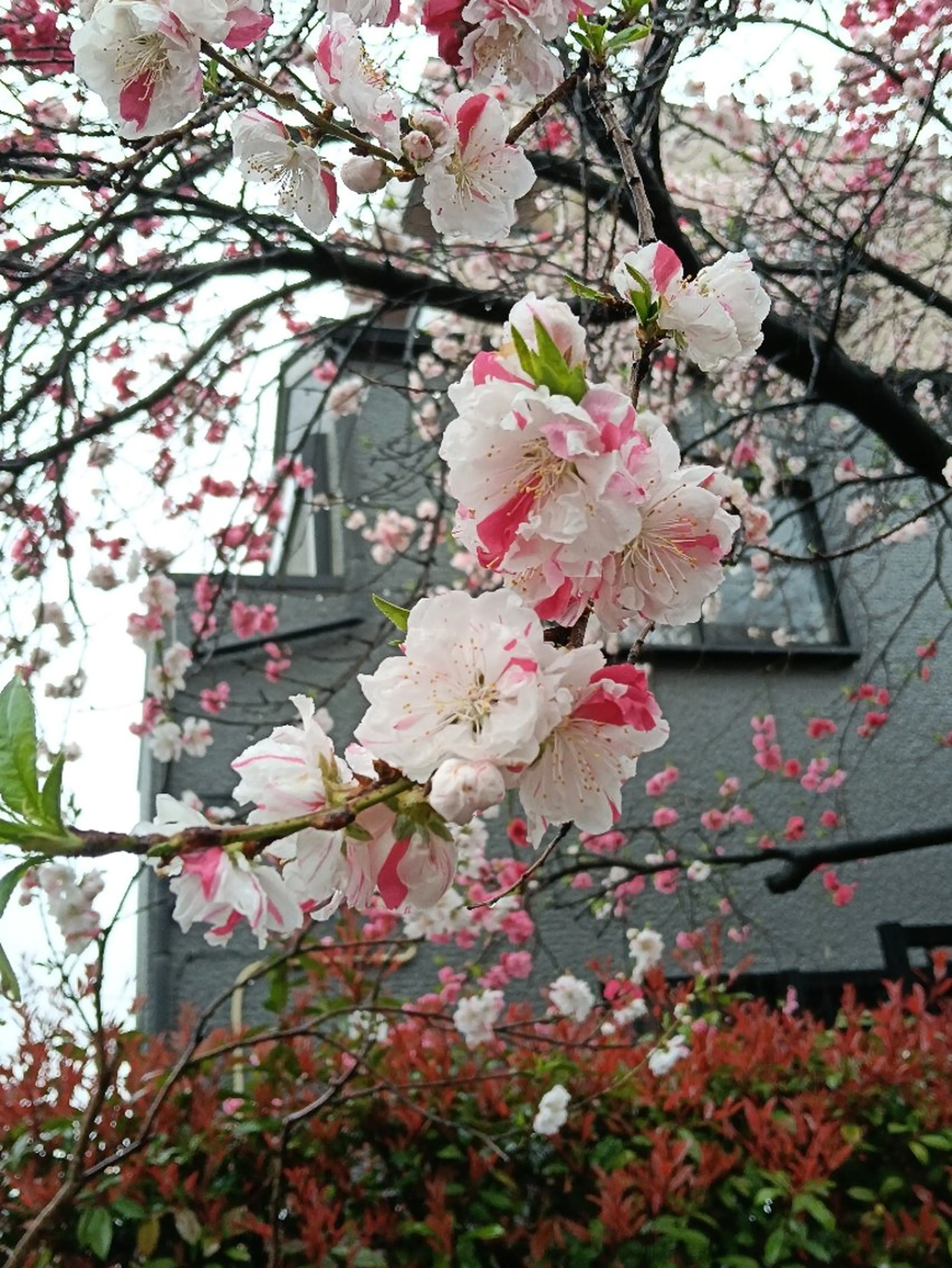 千の樹所属・🪷千住美人🪷 女性専用のエステ・リラクイメージ