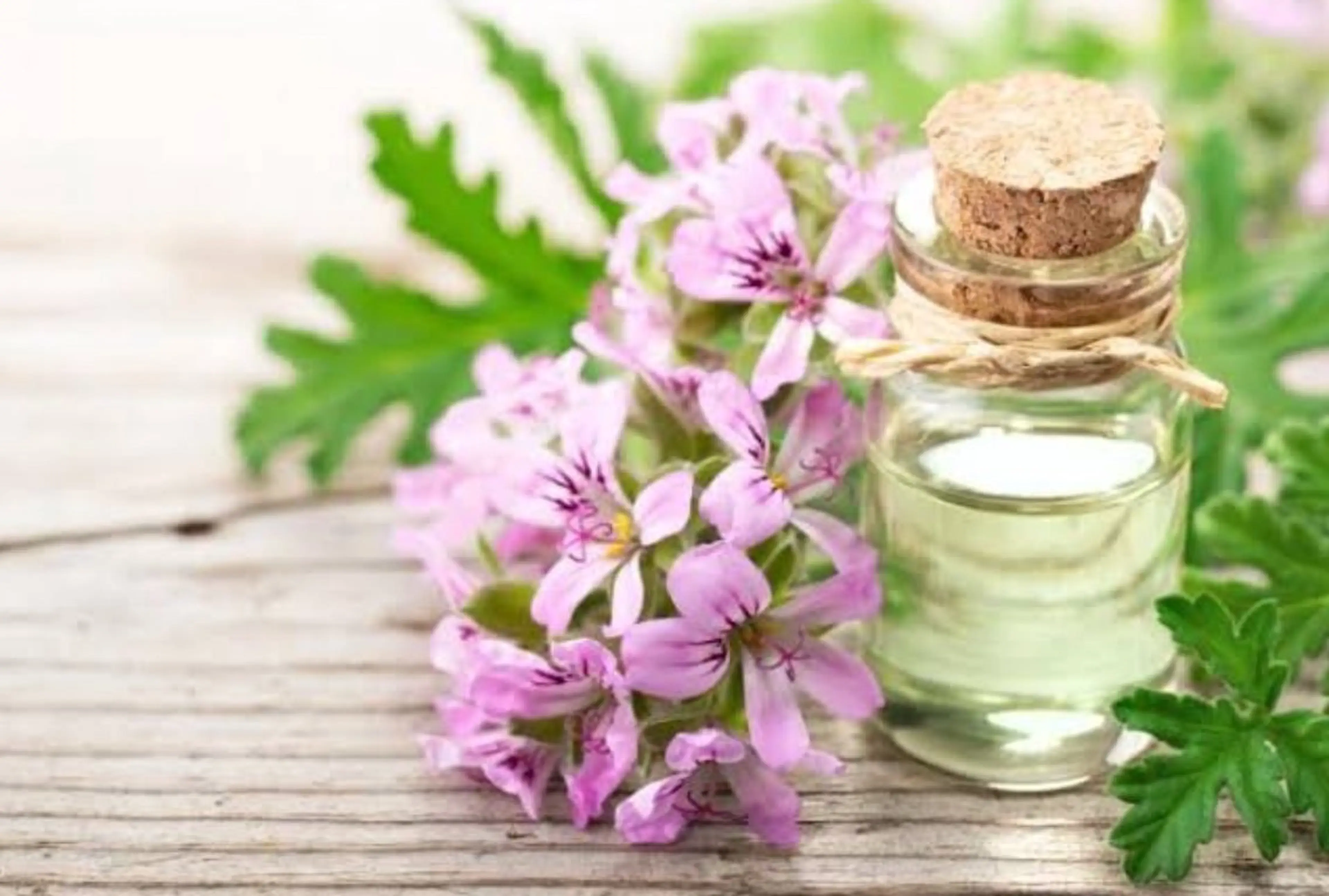 癒しヘッドスパ【愛され💞ゼラニウムの香り🌸💐】シャンプー，トリートメント，ブロー込み価格の写真