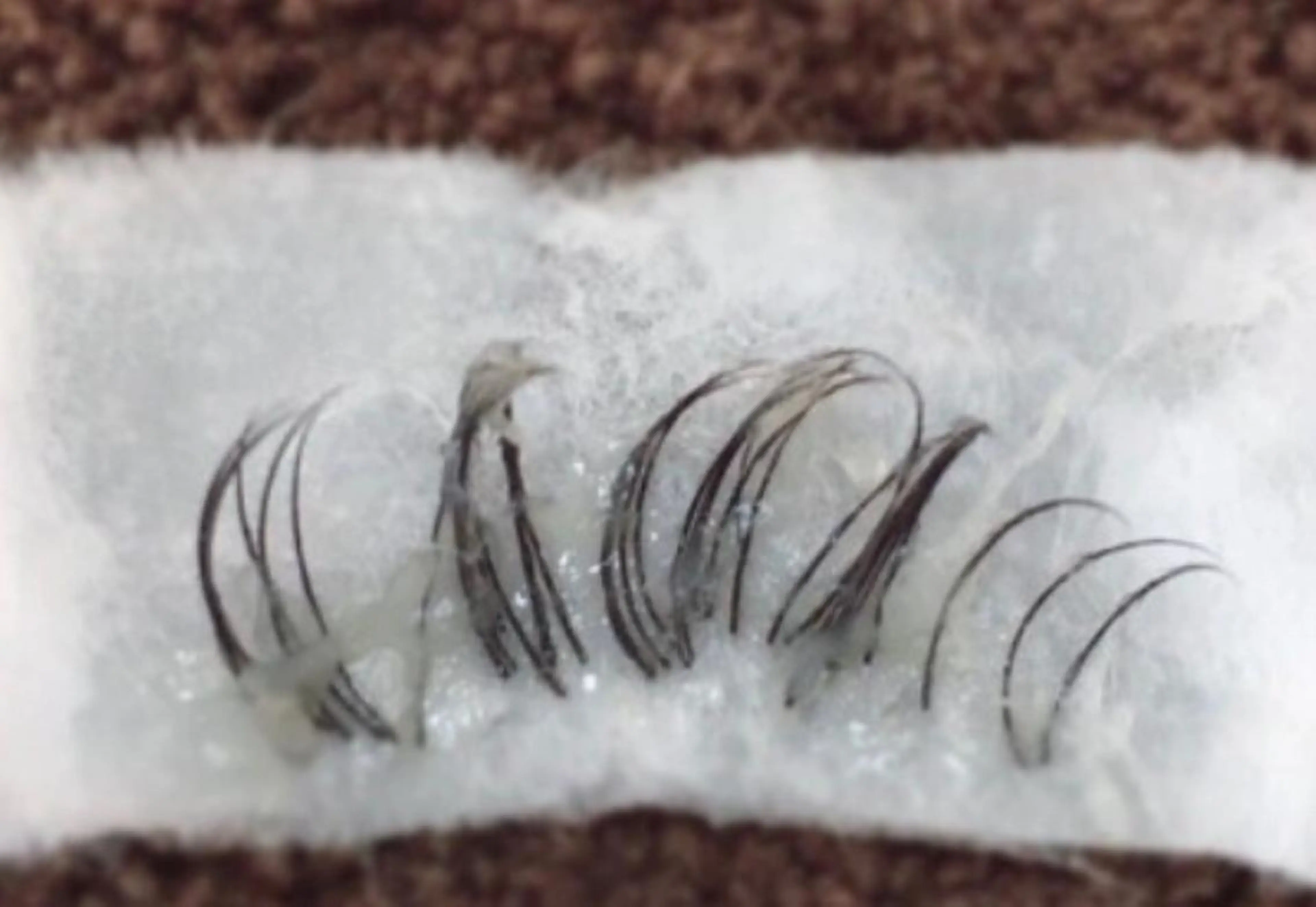 マツエク・マツパ マツエク プティリボン🎀 武蔵小金井店のマツエク・マツパデザイン