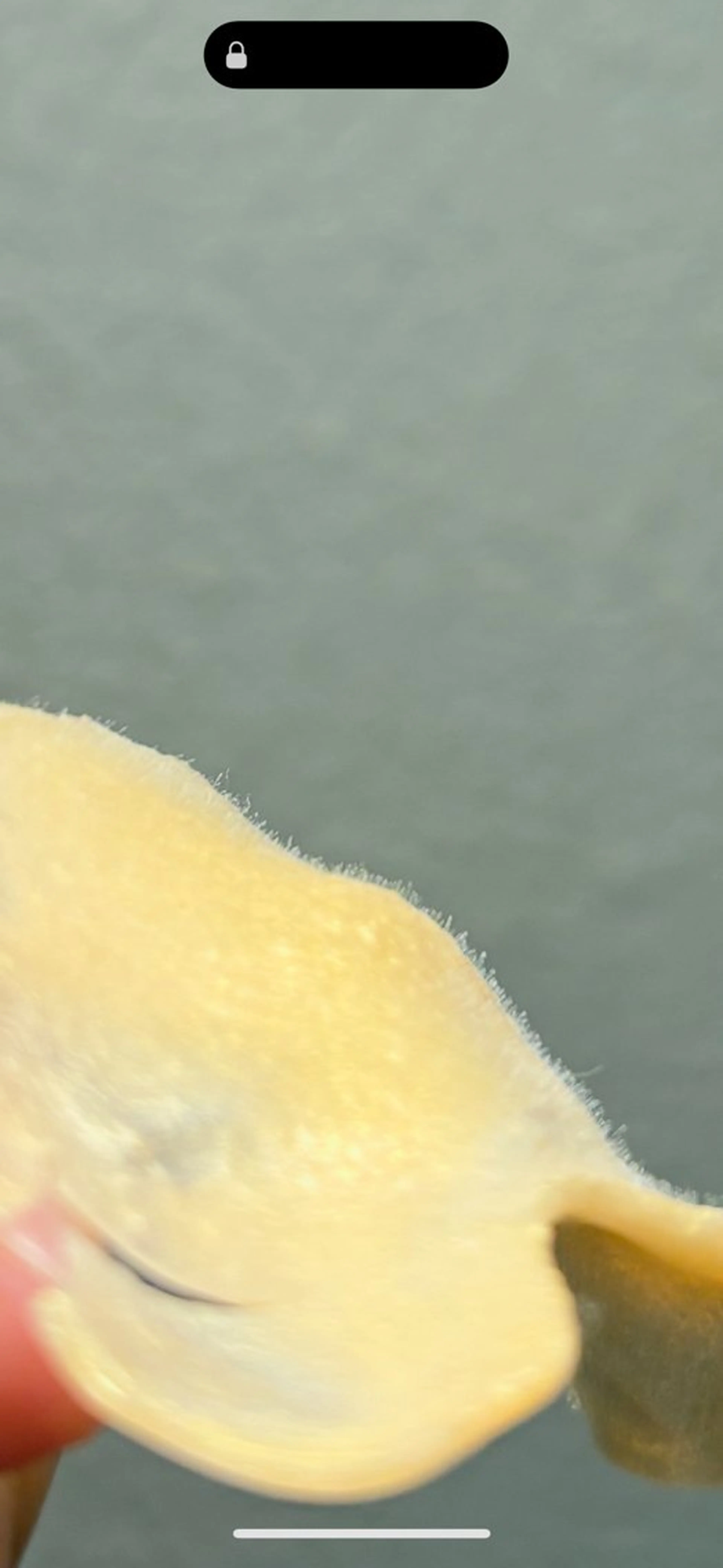 脱毛 Lassy Yuriの眉毛・アイブロウイメージ