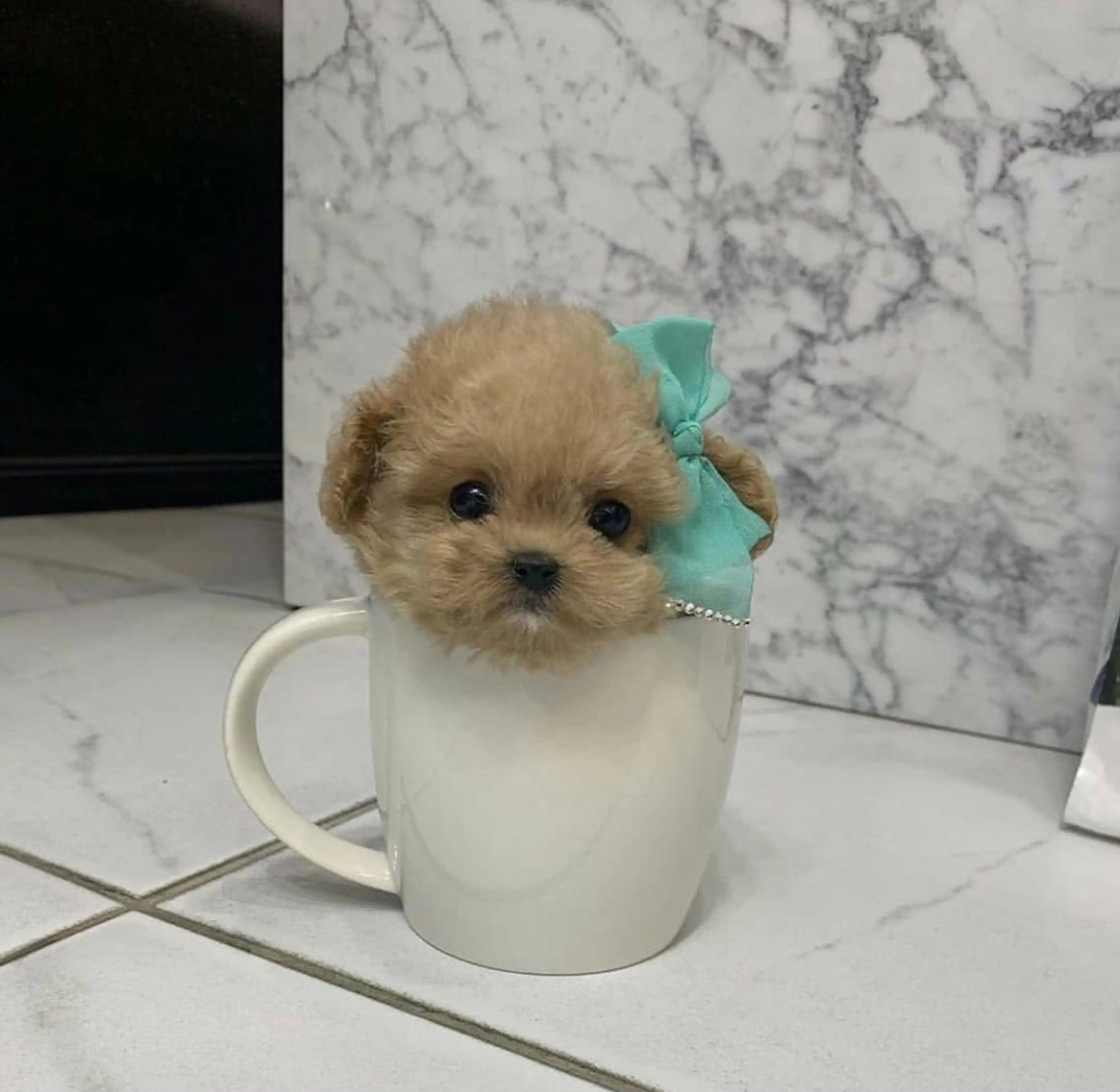 ショート カラー パーマ ヘアアレンジ ◆感動口コミ/最小顔 理論カット◆森口 峻のヘアスタイル