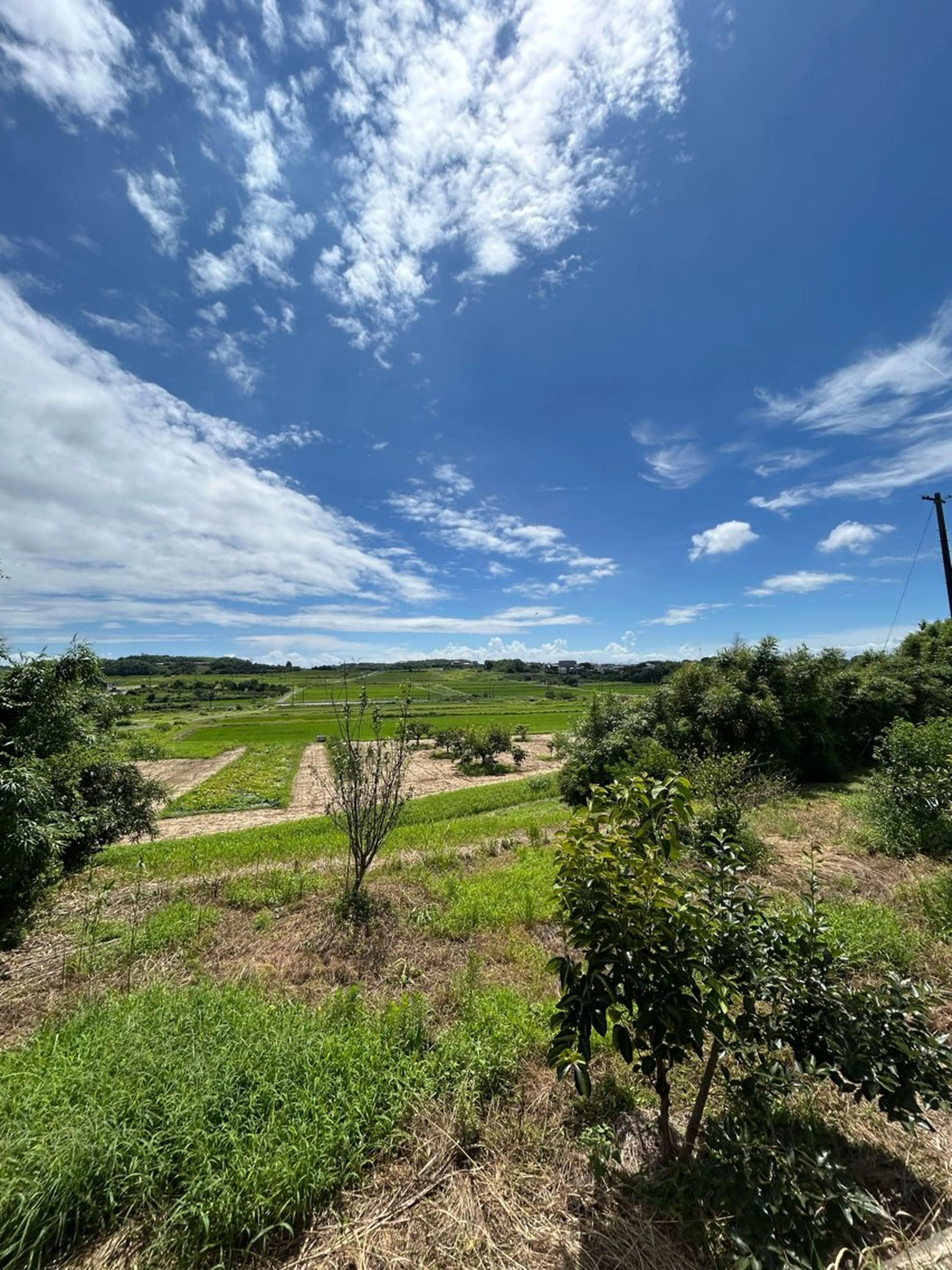 剥離なしハーブピーリング(泡パック、マッサージ、モデリングマスク付)の写真