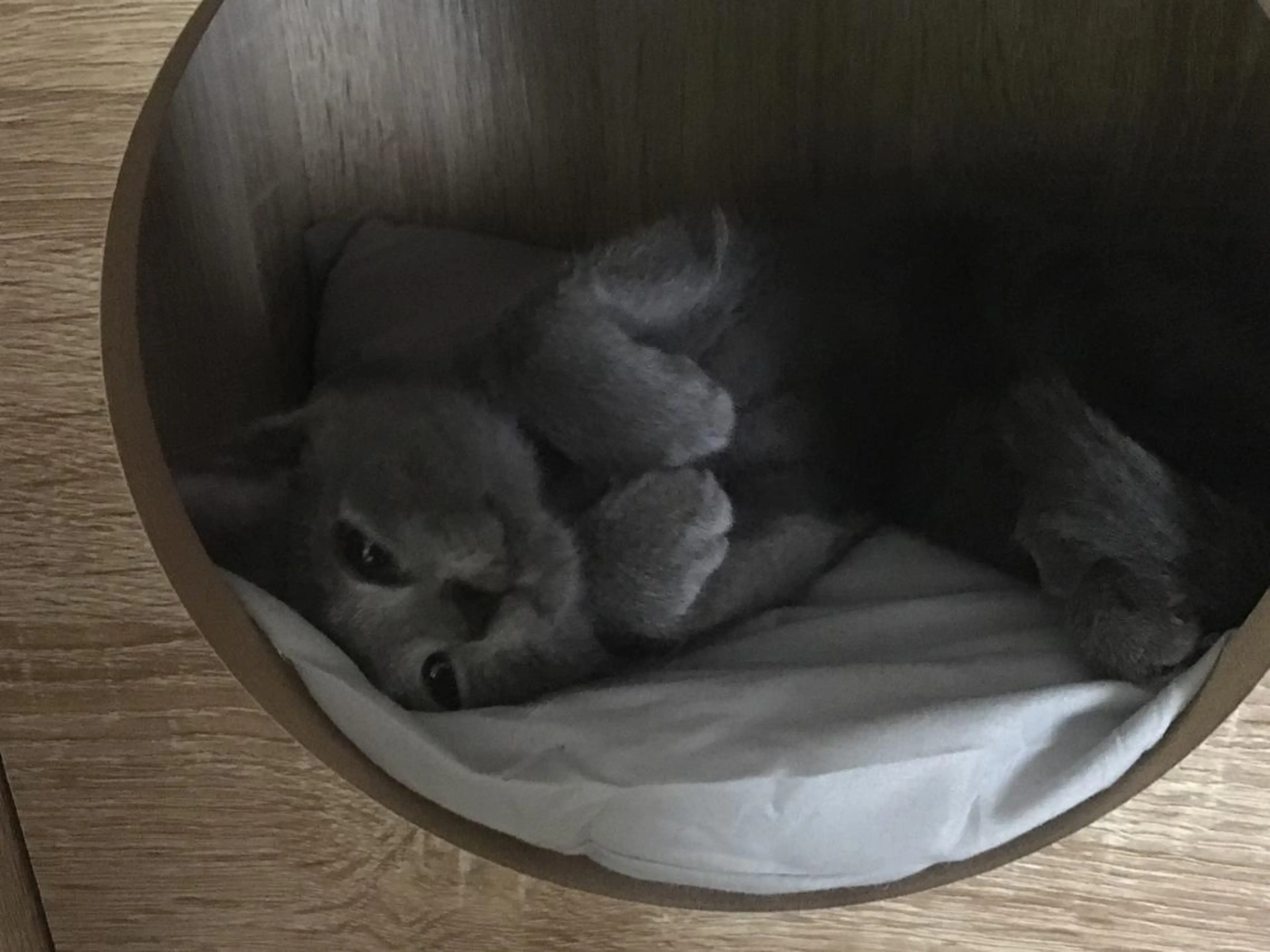 ショート カラー パーマ ヘアアレンジ メンズ キッズ ネイル マツエク・マツパ アニメ,Vオタク× 即効痩せエステサロンのエステ・リラクイメージ