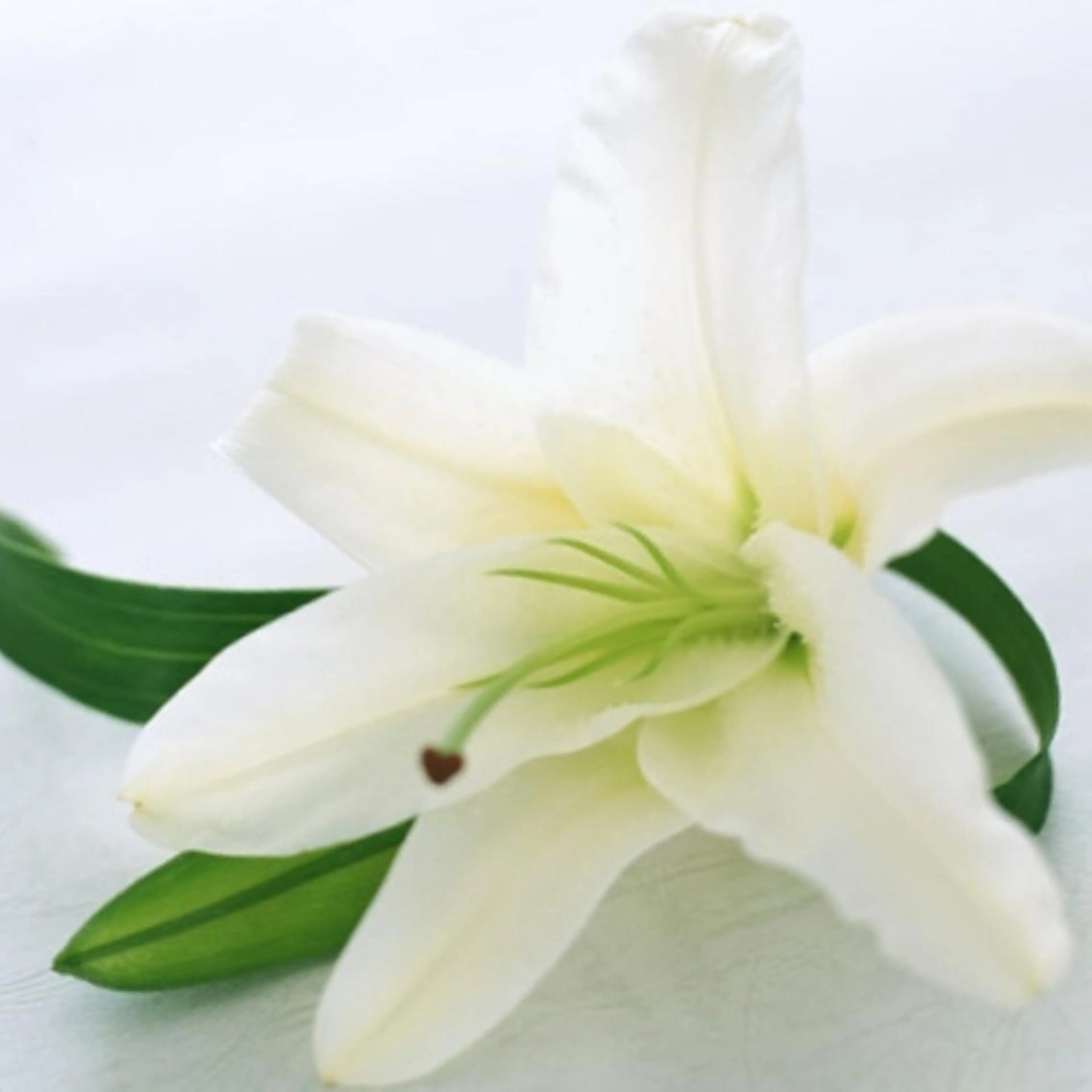 注目の白陶もち肌👗　　ヘッドマッサージトリートメント&最強美肌エステの写真