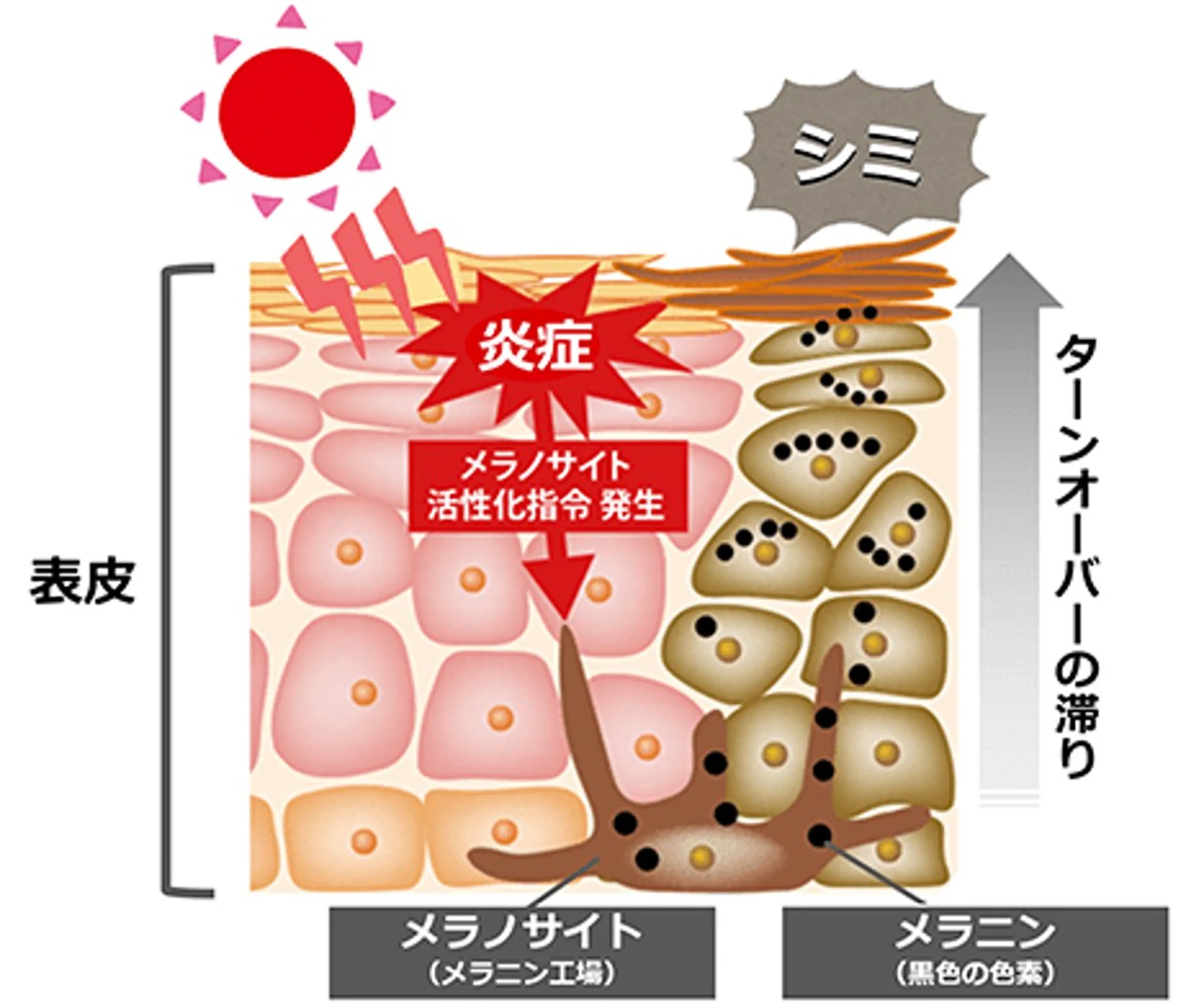 夏までに肌荒れ卒業 するサロン🌻のエステ・リラクイメージ