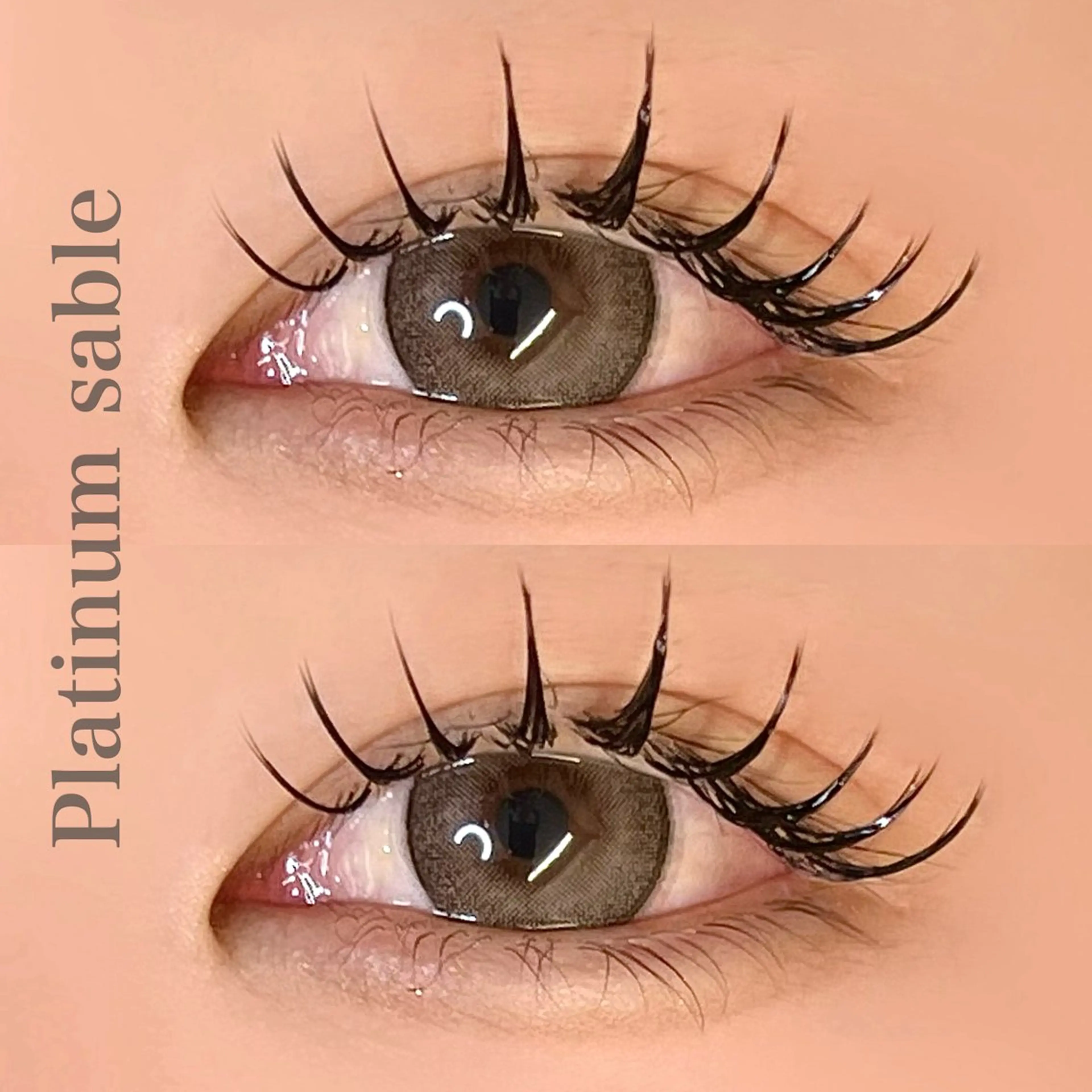 【❤️ Platinum sable『100本』❤️】の写真