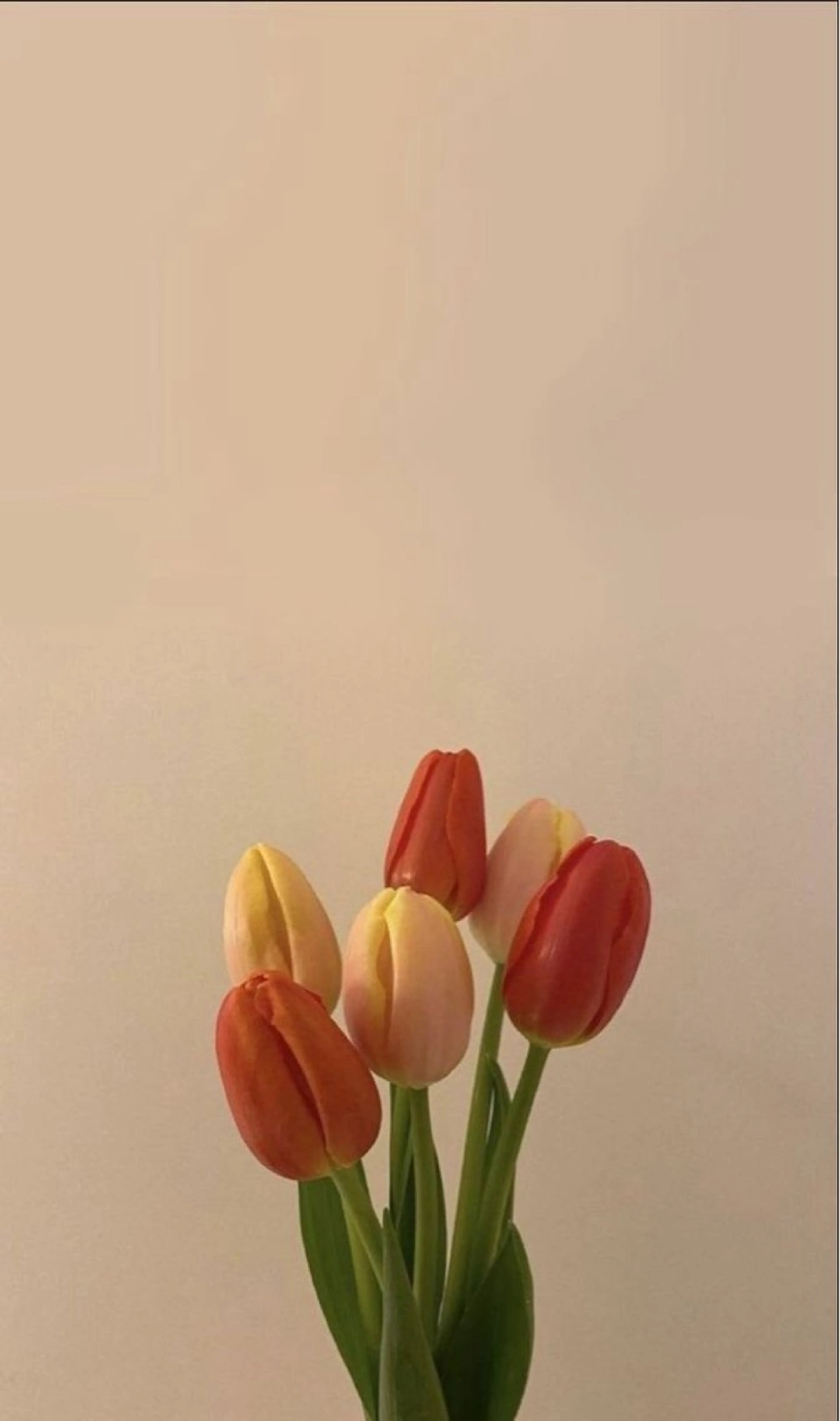 マツエク・マツパ マツエク 上村ひかる🫧束感 パリエク/マツパのマツエク・マツパデザイン