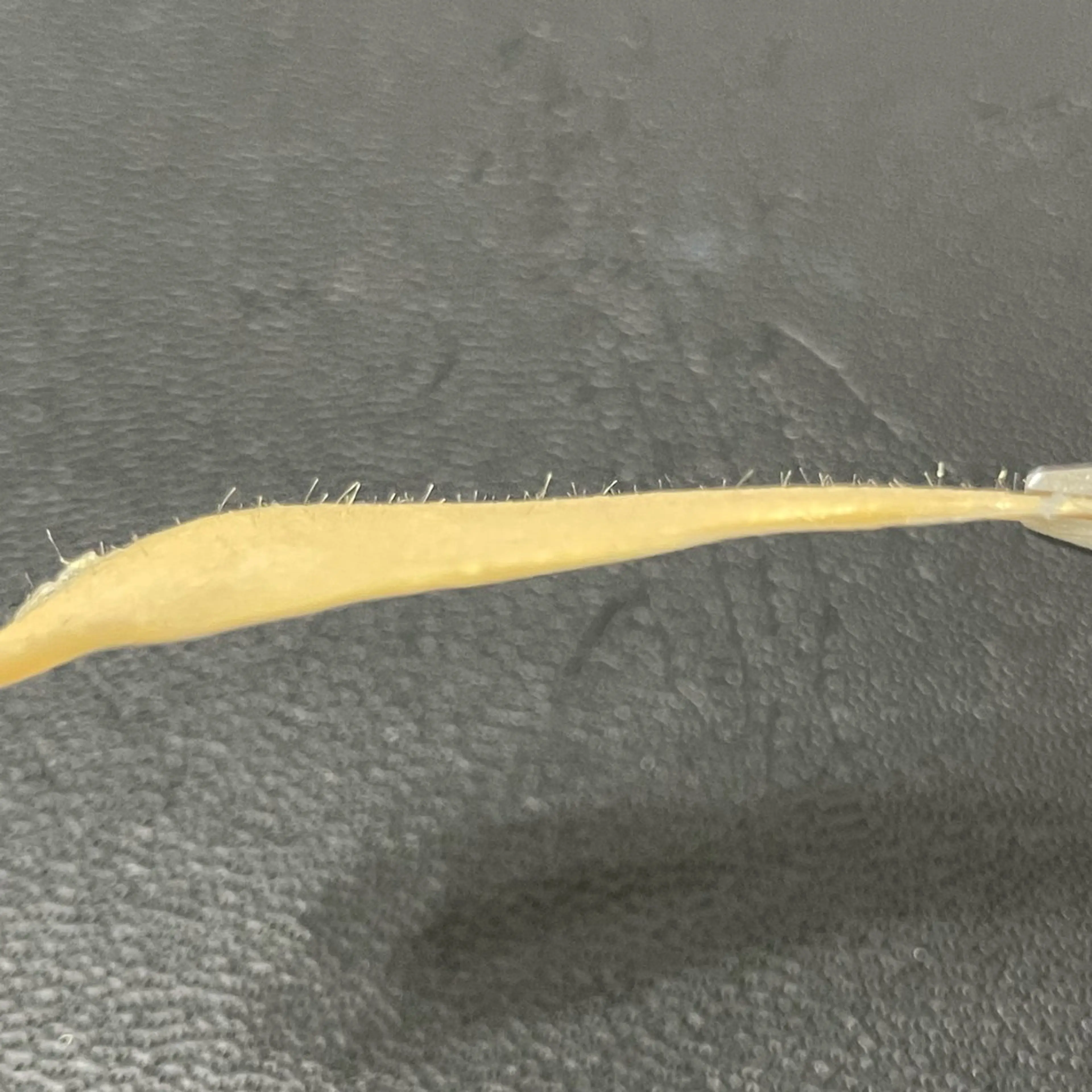 sOt nail &eyelash所属・【sOt】Aya/ アイブロウ/HBLのエステ・リラクイメージ