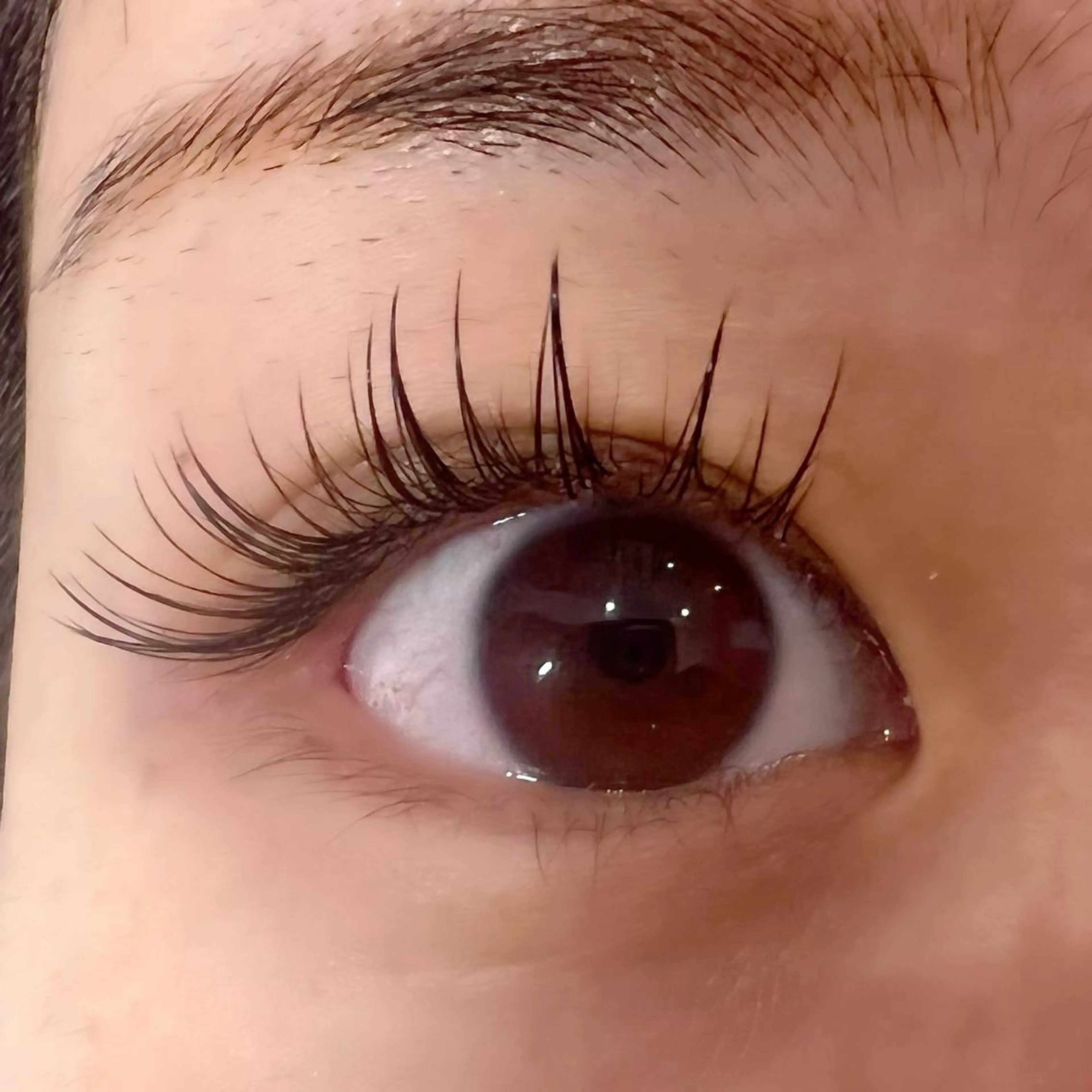 マツエク・マツパ パリジェンヌラッシュリフト Celeste Venus所属・🧸Celeste Venusのマツエク・マツパデザイン