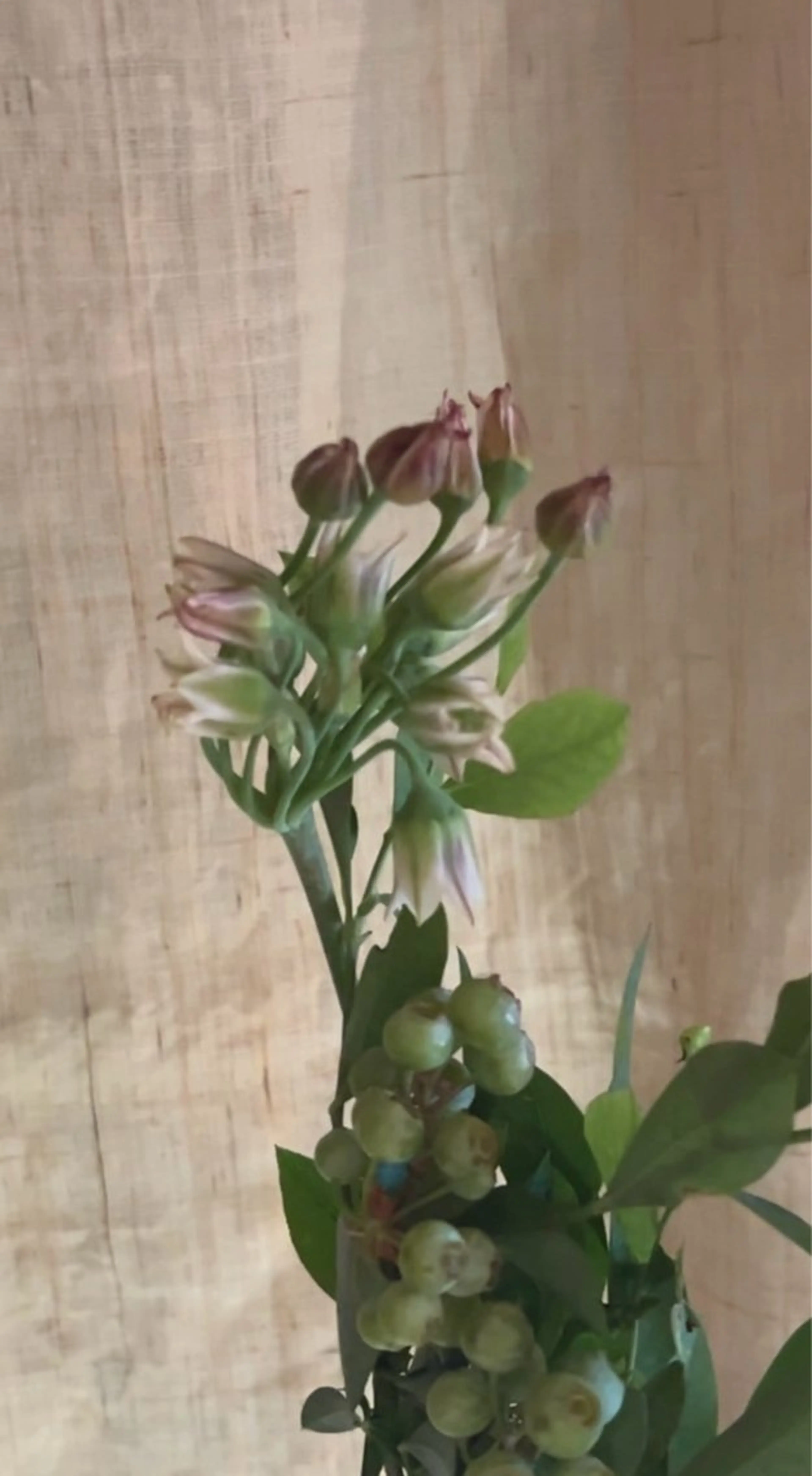 艶カラー🪷前処理トリートメント付き🪷{ロング} アジュバンシャンプー使用（2種類から選べます）の写真