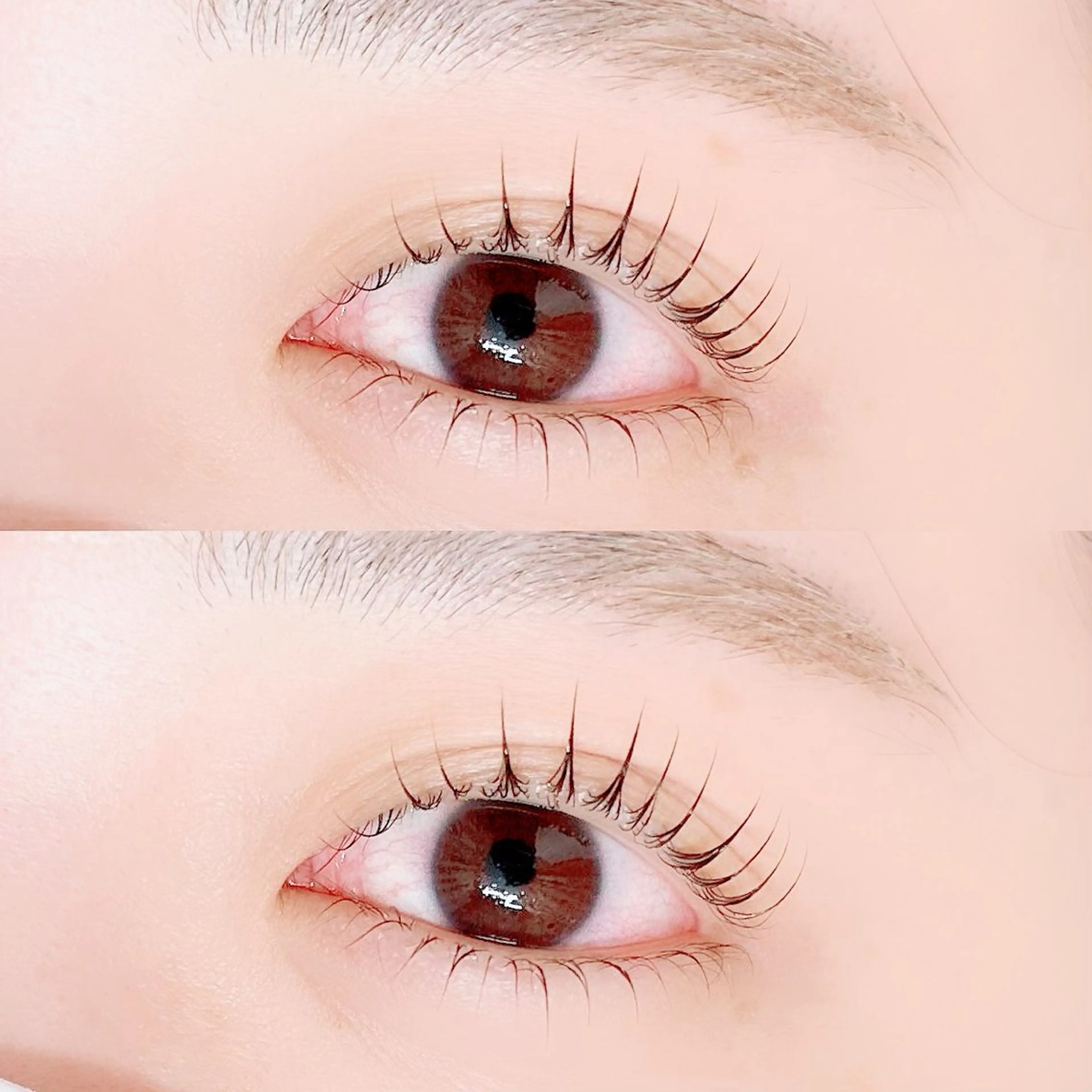 🪽上下ラッシュリフト(orパリジェンヌ)🪽の写真