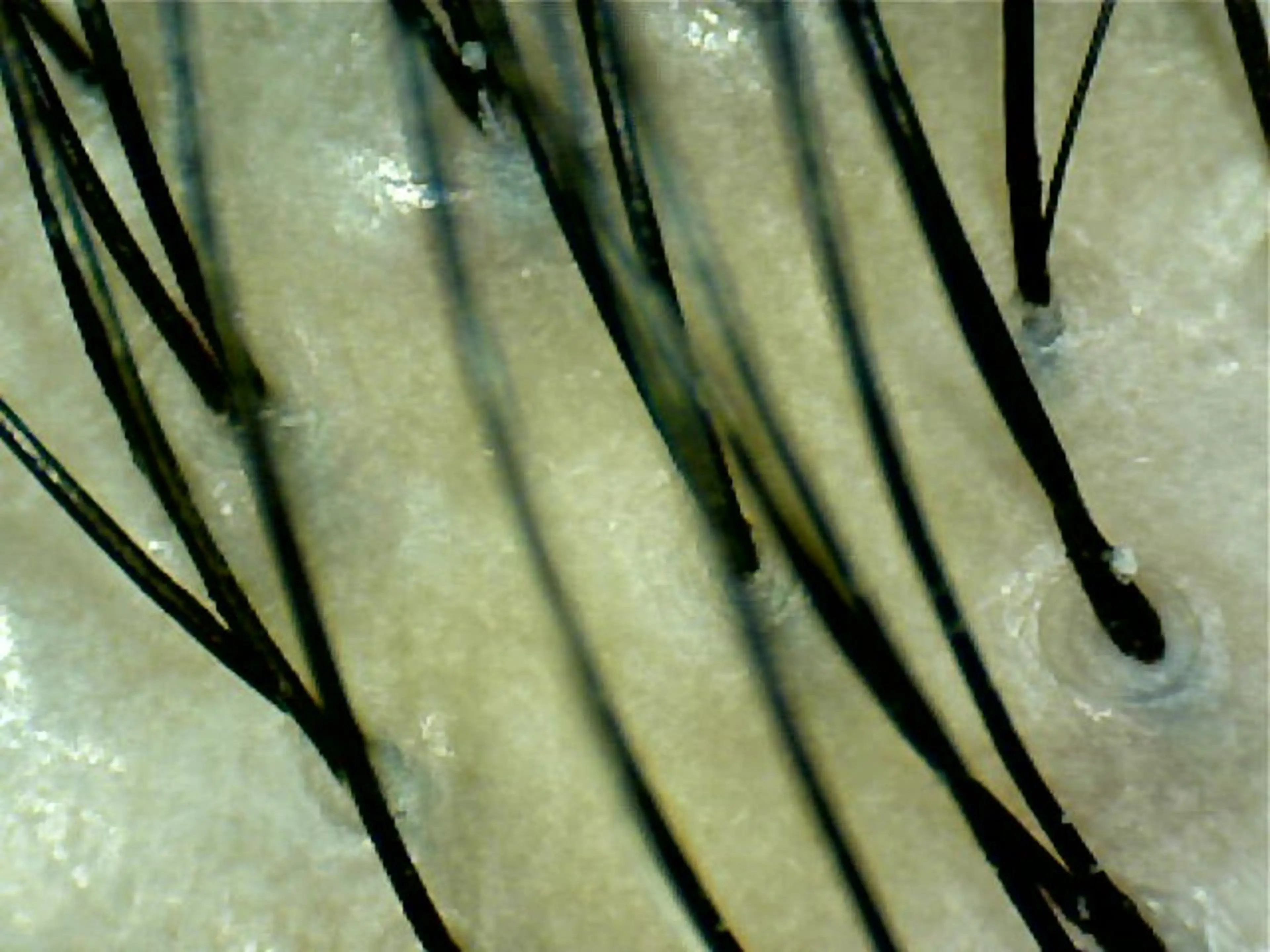 ✨デトックス職人✨ トーヒラボのヘアスタイル