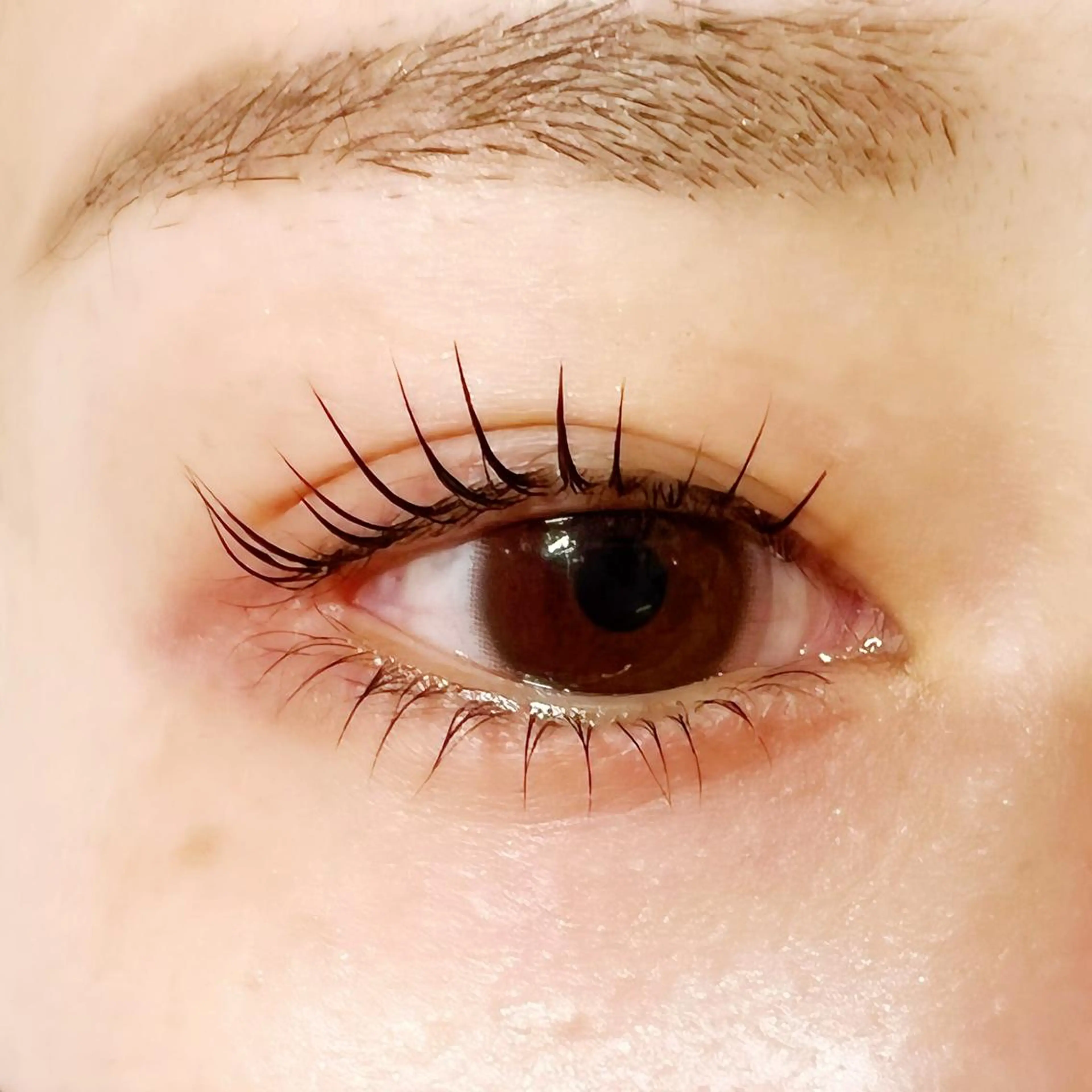 マツエク・マツパ パリジェンヌラッシュリフト Celeste Venus所属・🧸Celeste Venusのマツエク・マツパデザイン