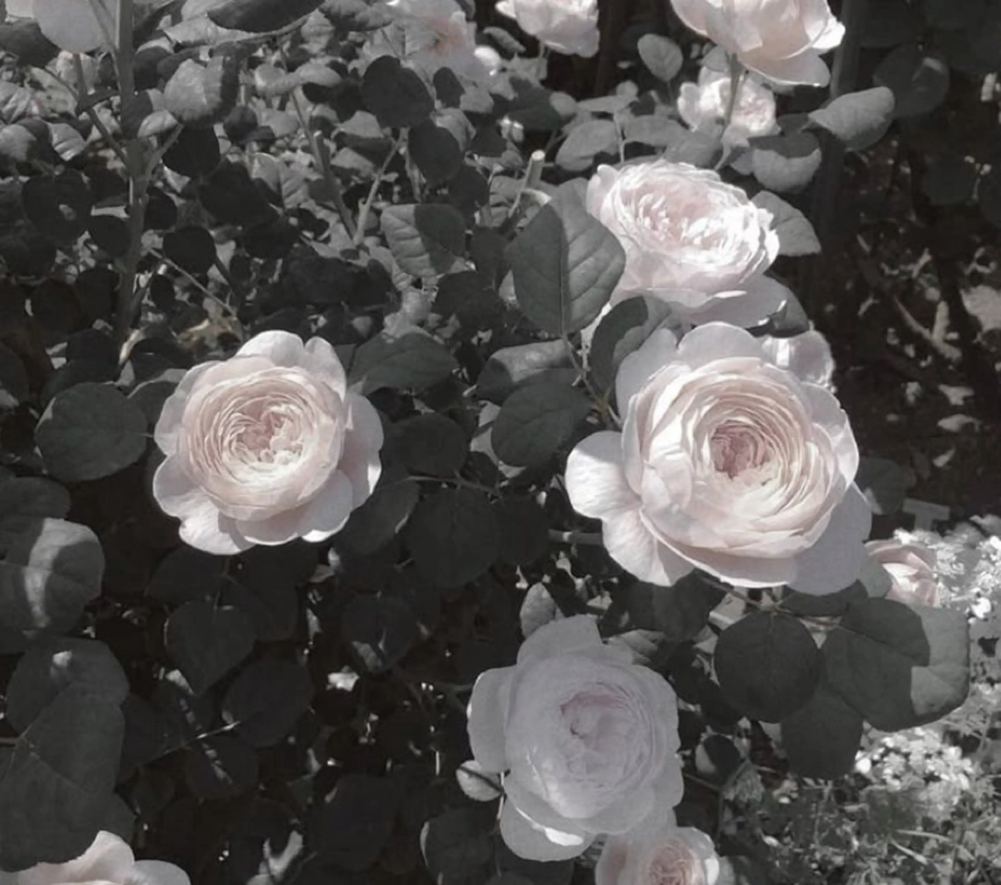 縮毛モデル募集中🫐 Ramu 🥣のヘアスタイル