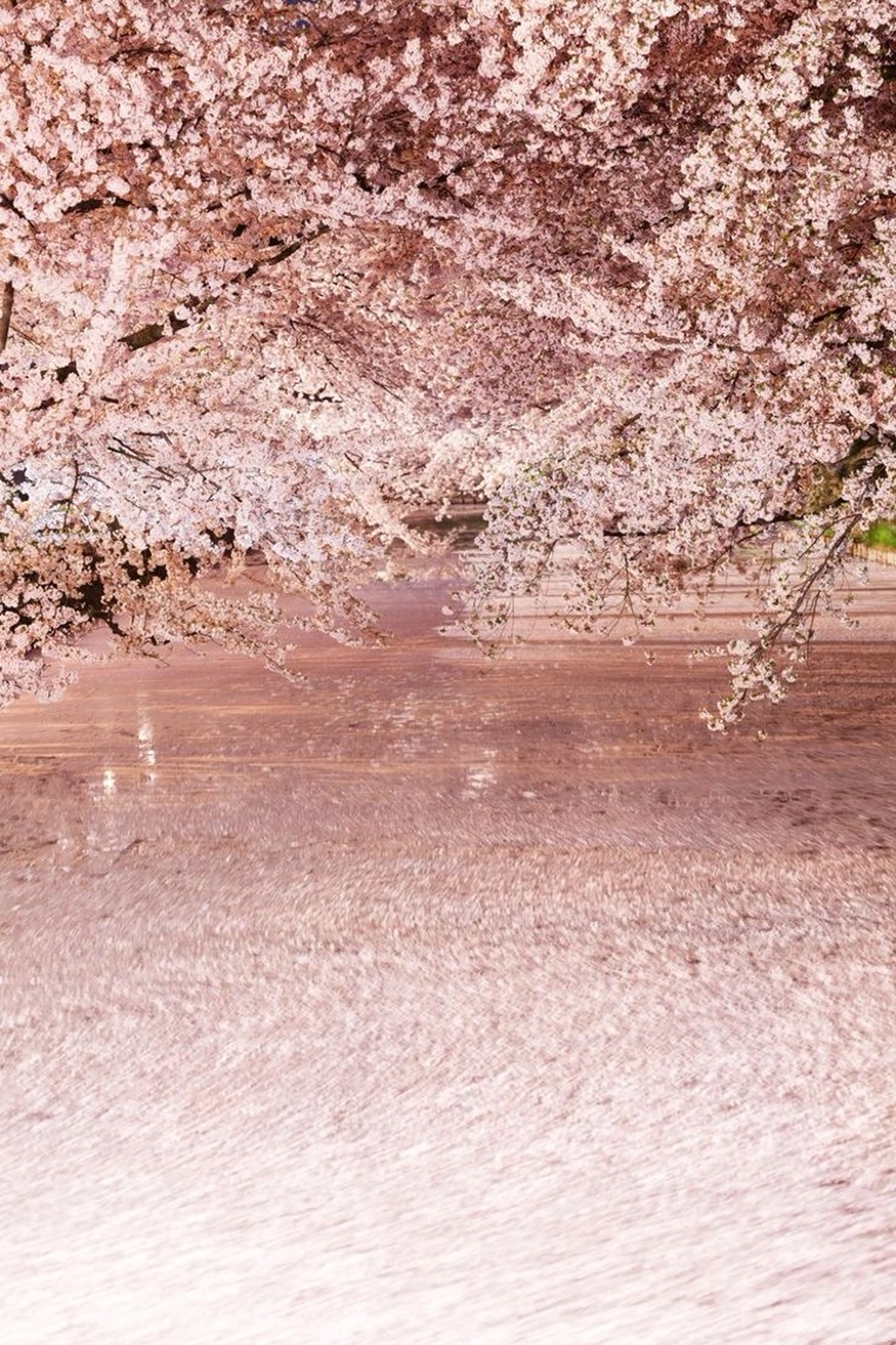 ネイル asuka 🐰のネイルデザイン