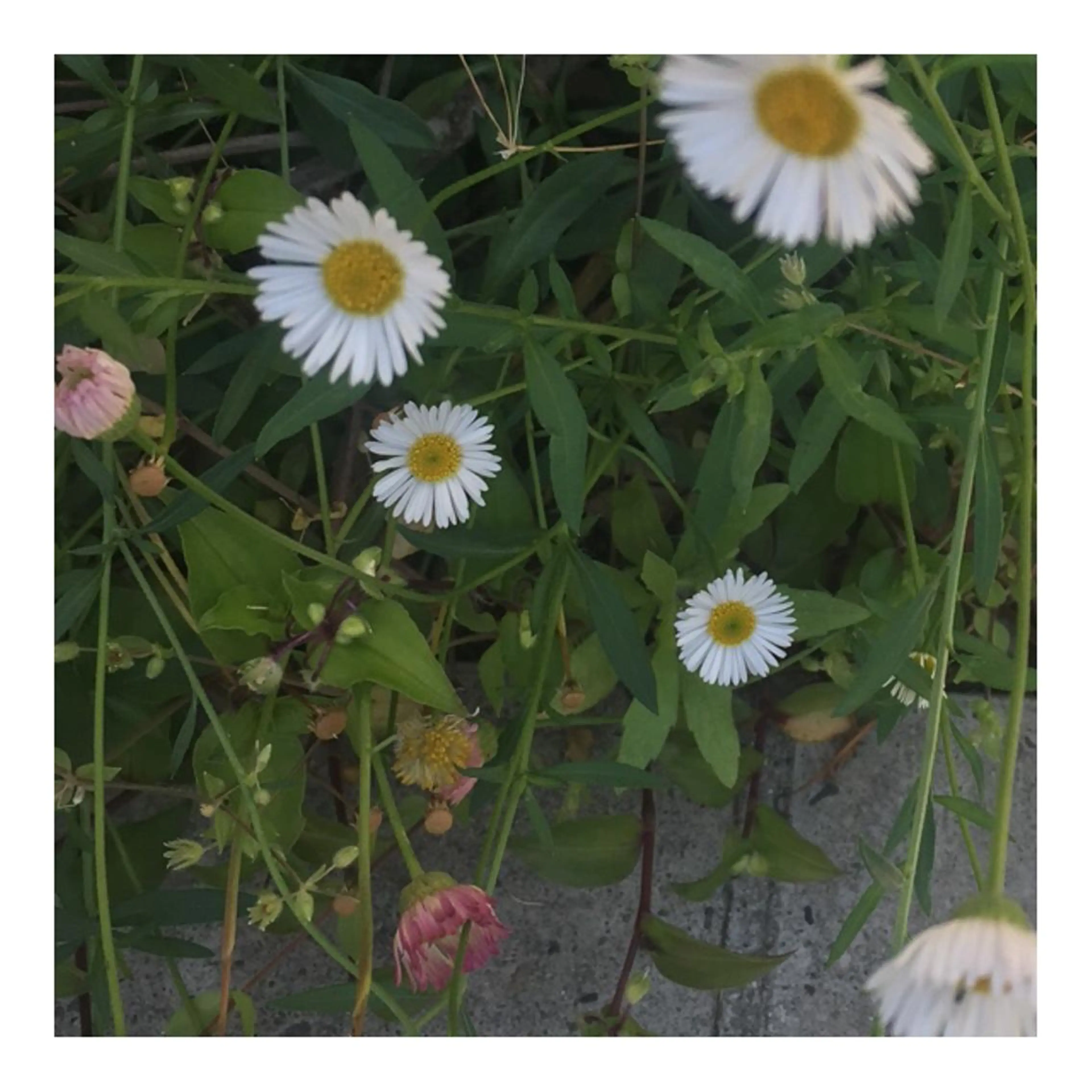 かみじょう ゆうこのヘアスタイル