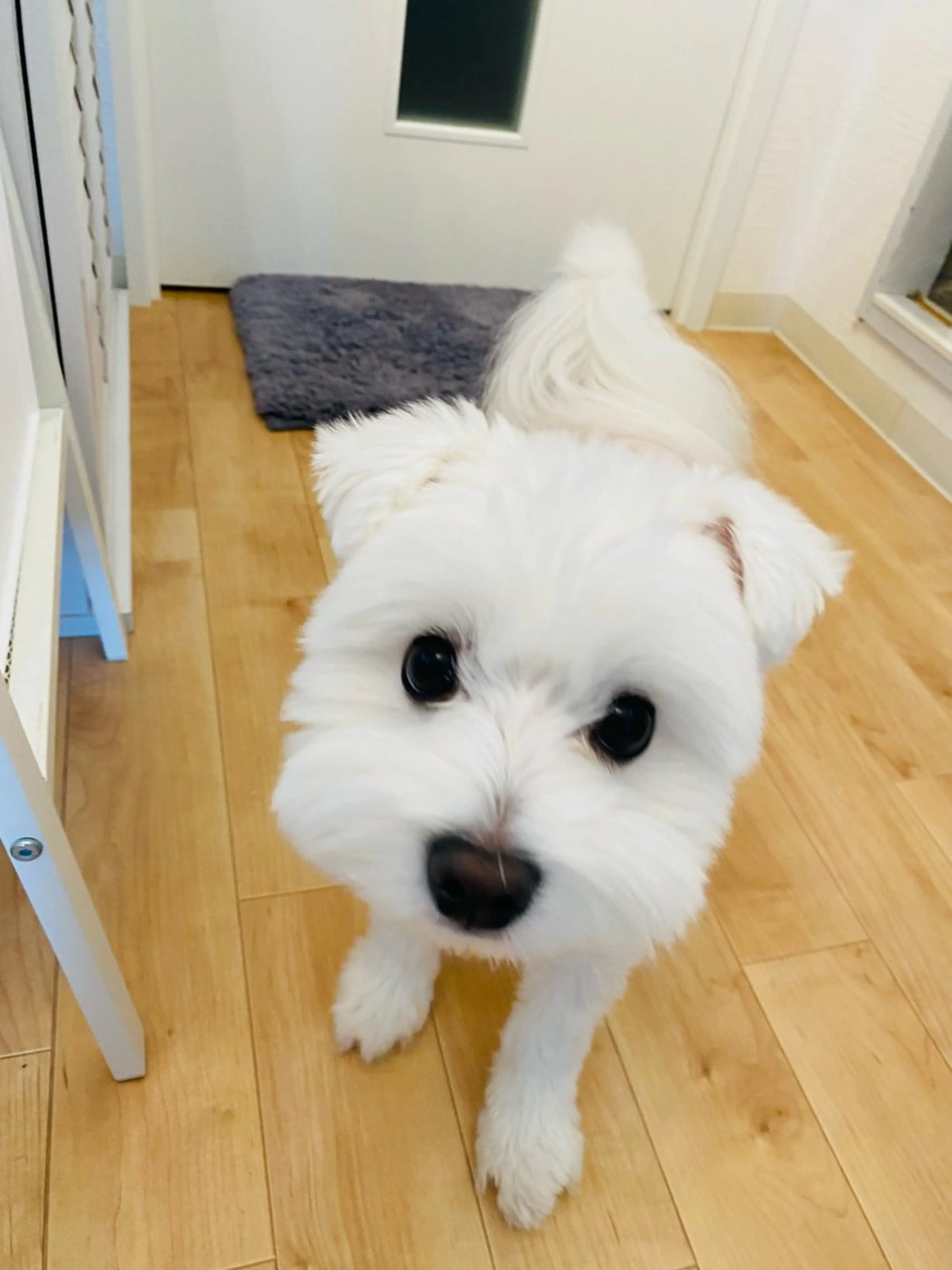 ネイル ネイルチップ Chandra nail&tarotのネイルデザイン