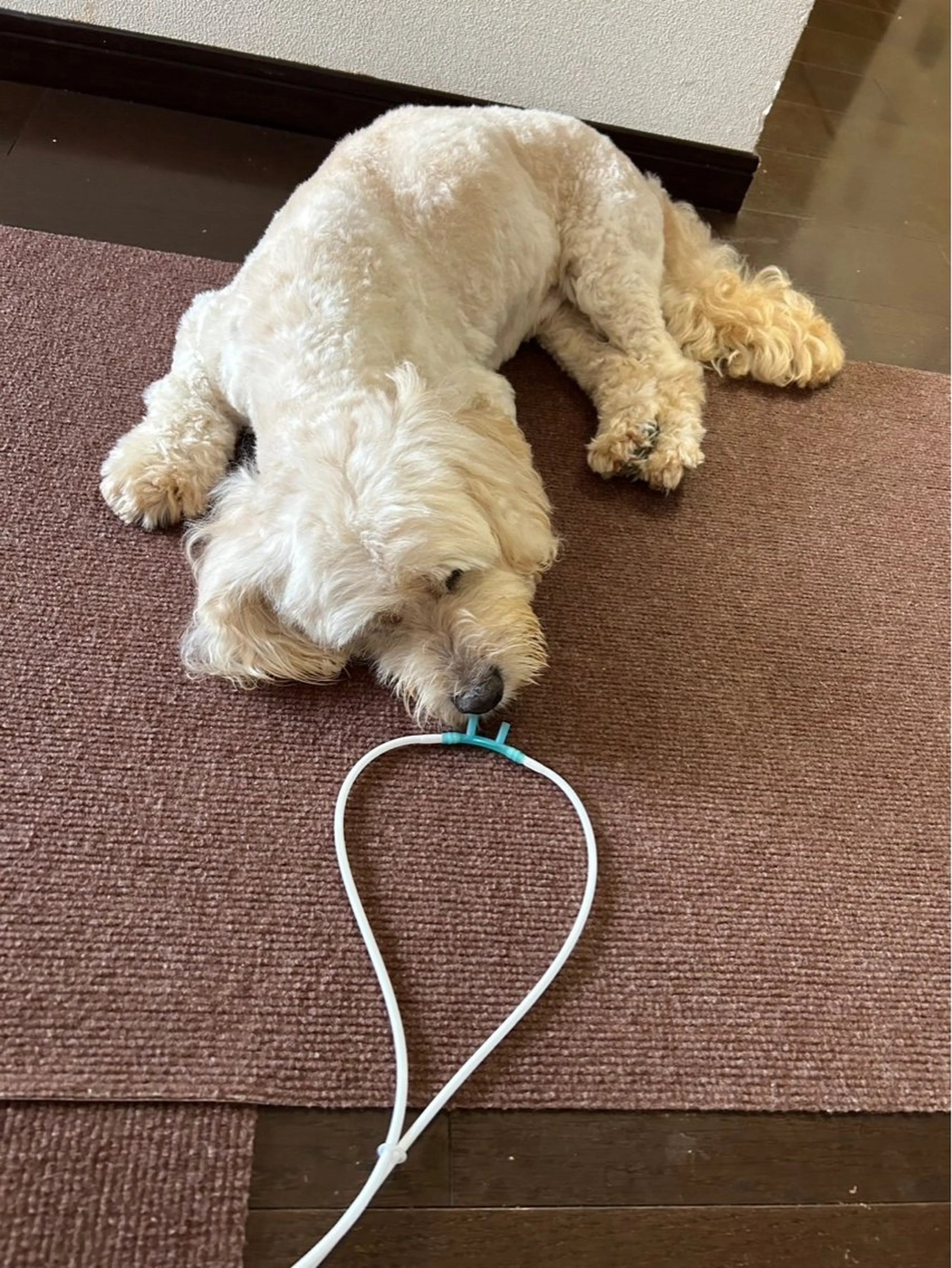 結果重視の温活美容 CARNAのエステ・リラクイメージ