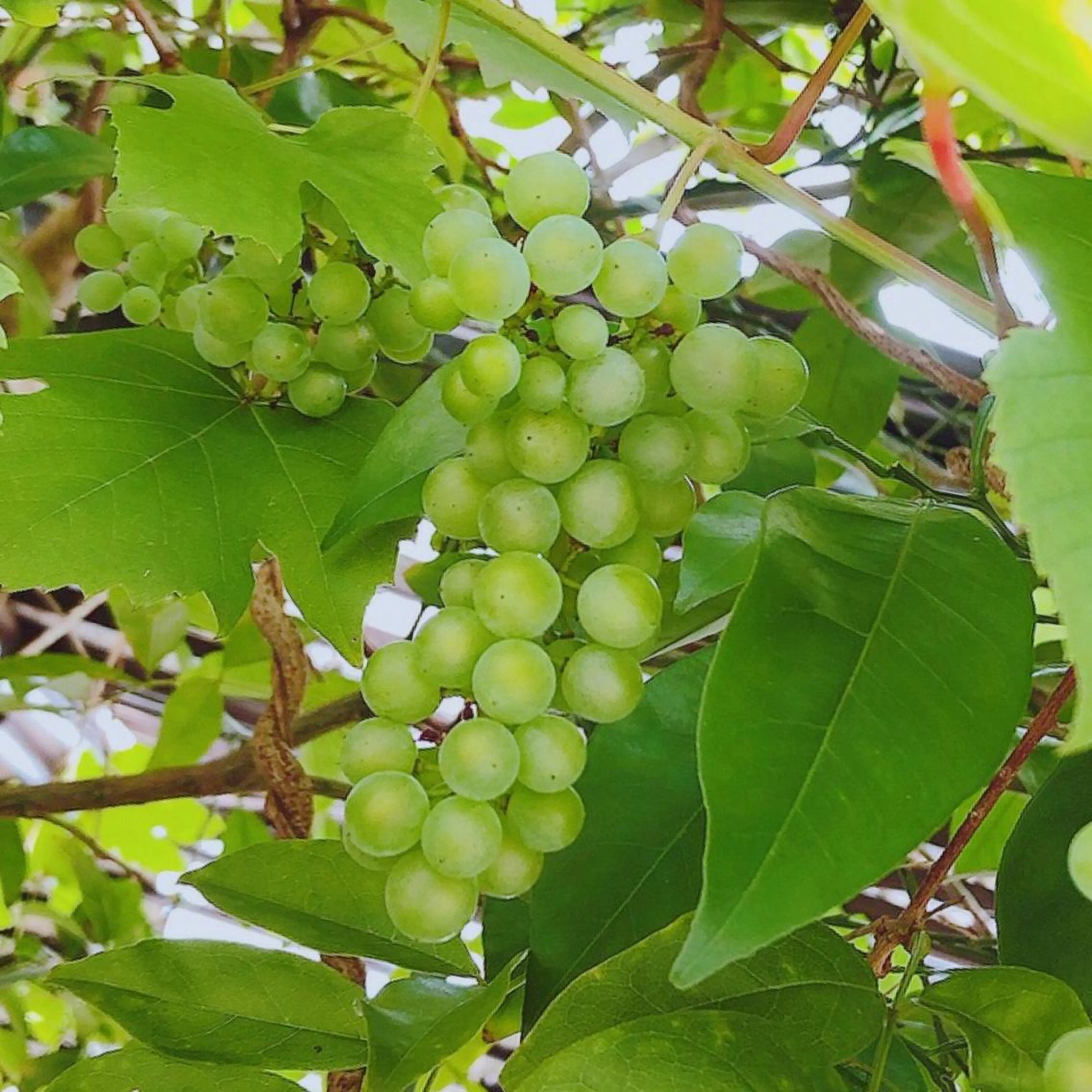 マツエク・マツパ なかむら 🪡のマツエク・マツパデザイン