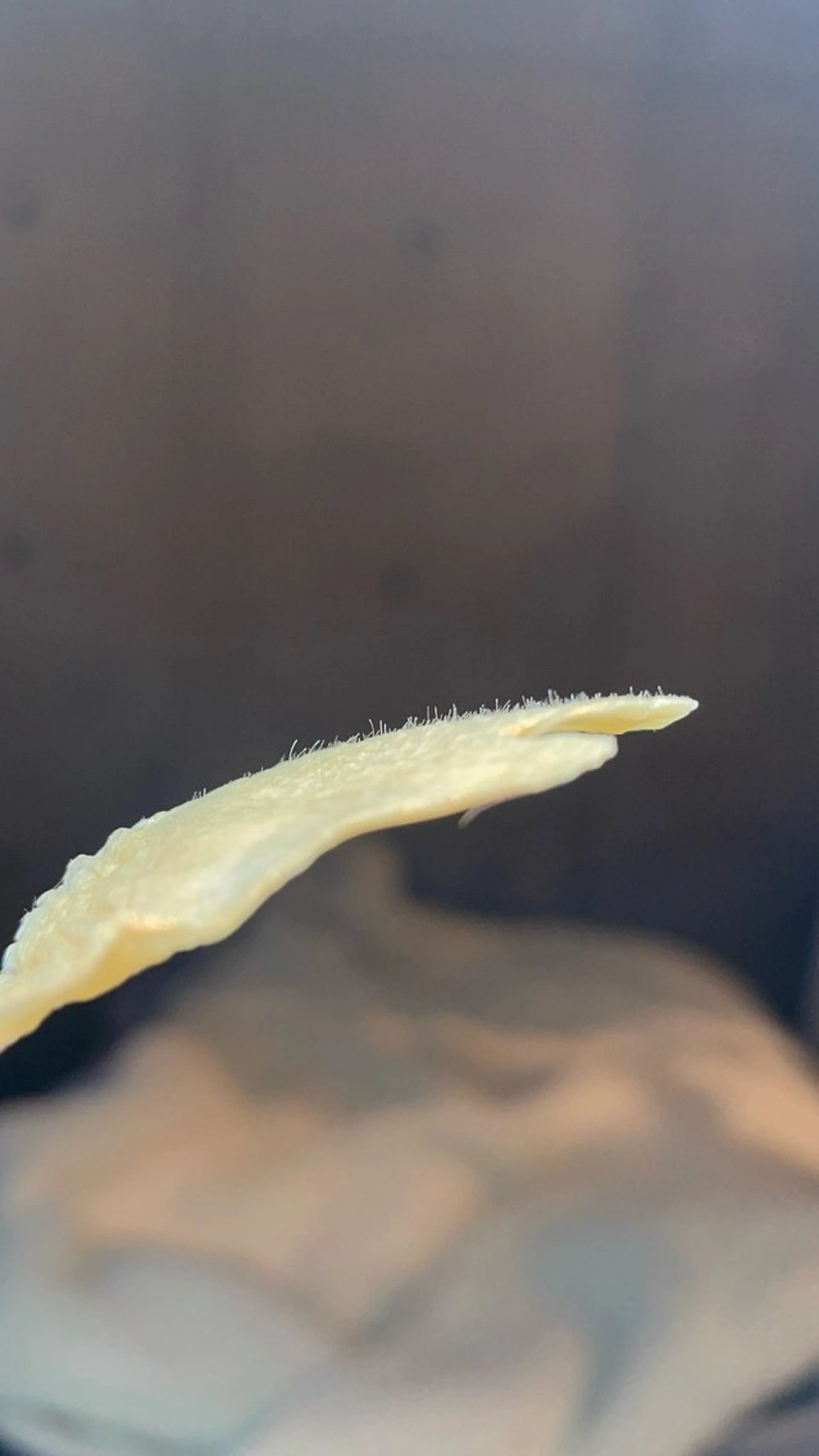 New所属・New __のその他イメージ