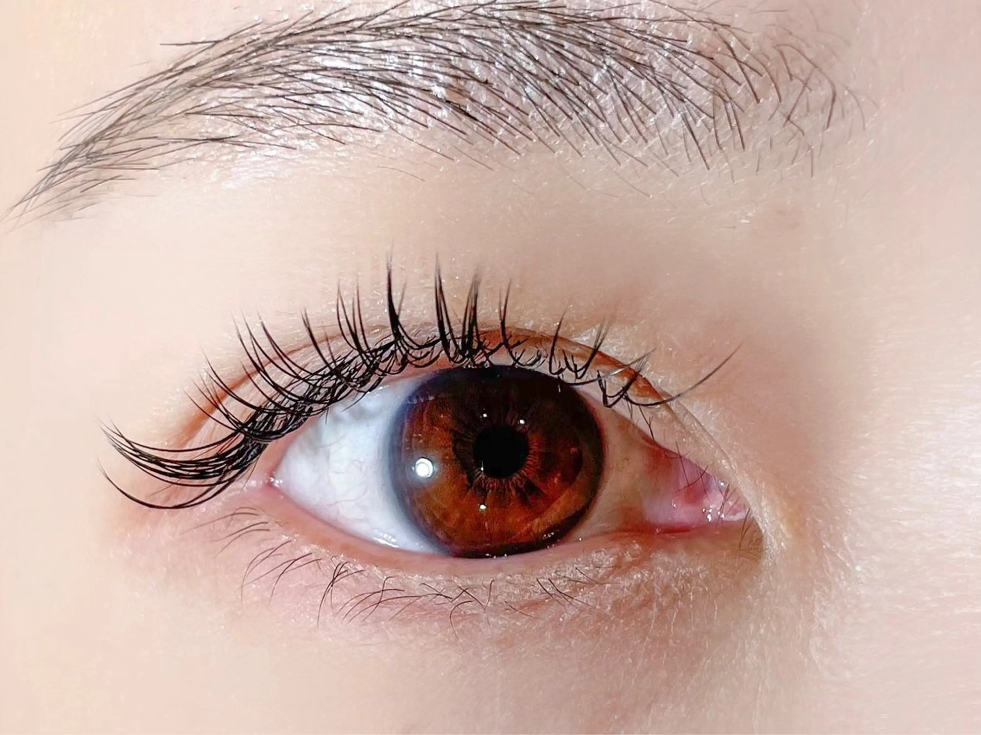 🥀セーブルラッシュ 100本🌟の写真