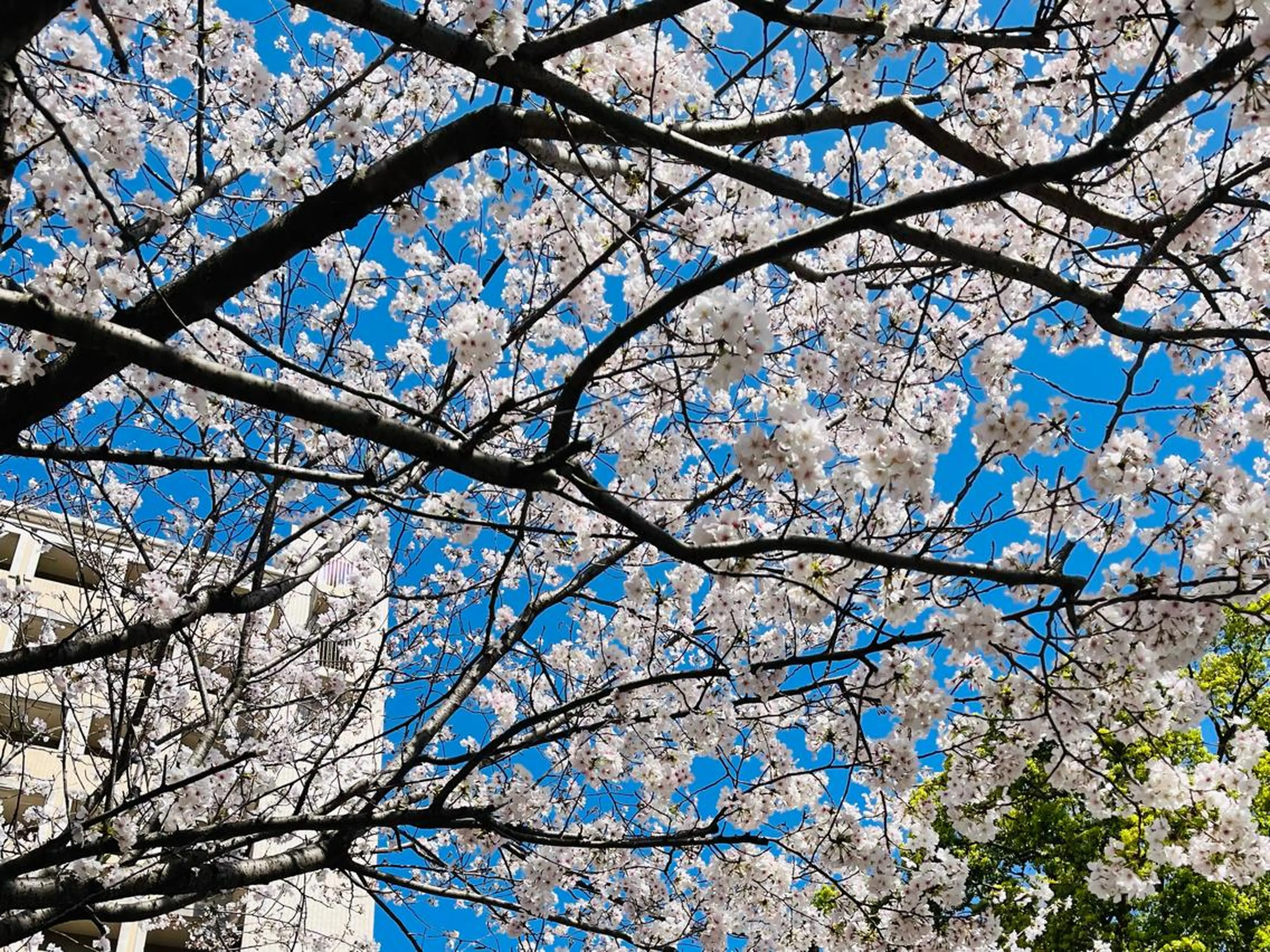 ネイル 桜ネイル 春ネイル アトリエ ○△□のネイルデザイン