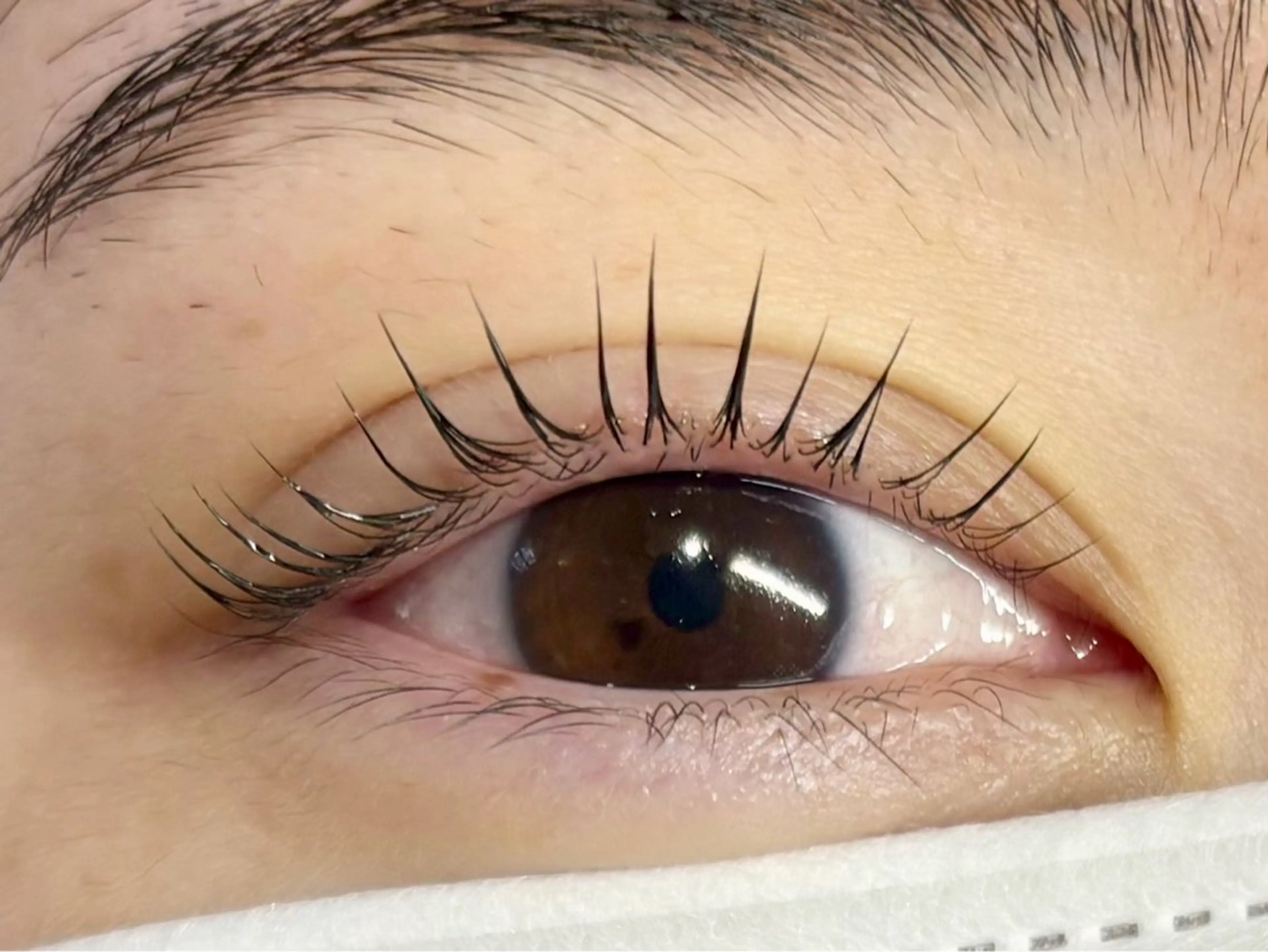 マツエク・マツパ パリジェンヌラッシュリフト マツパ 中村彩香 (エフドゥ)のマツエク・マツパデザイン