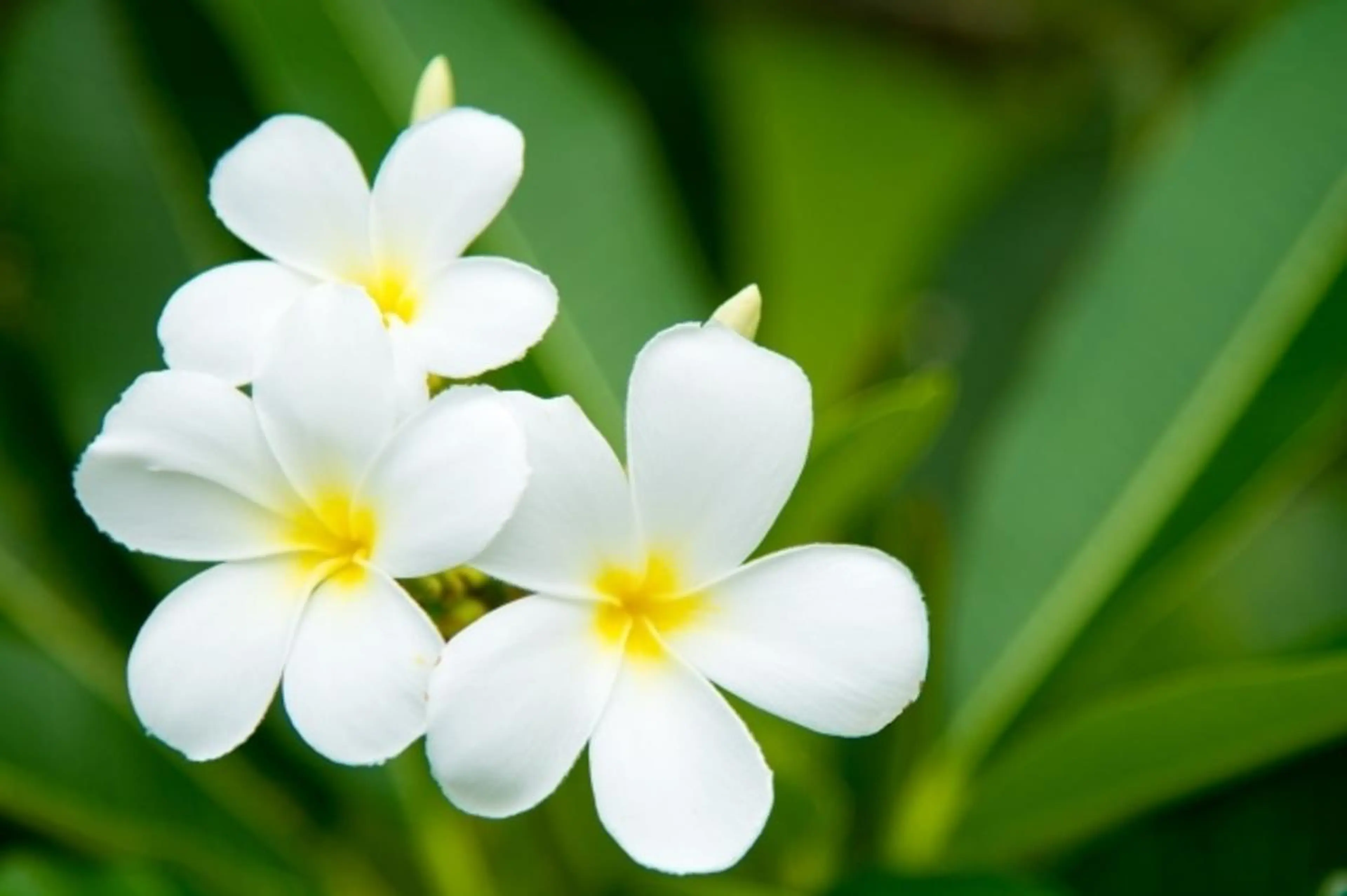 🌼バースデークーポン🌼スペシャルギフトＡコースの写真