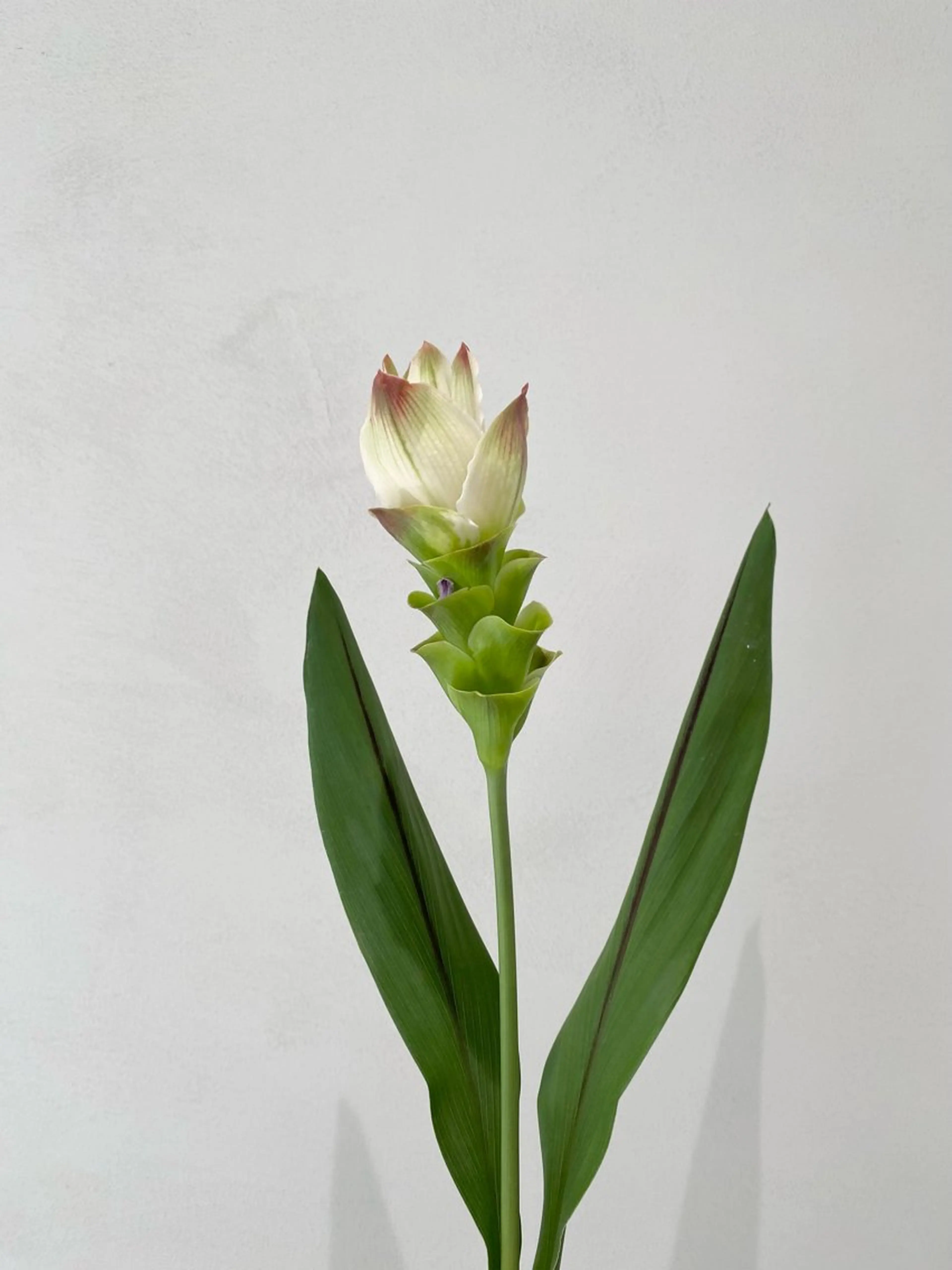 ミディアム カット ヘアカラー トリートメント 🪻花屋併設🪻秀島 有紀のヘアスタイル