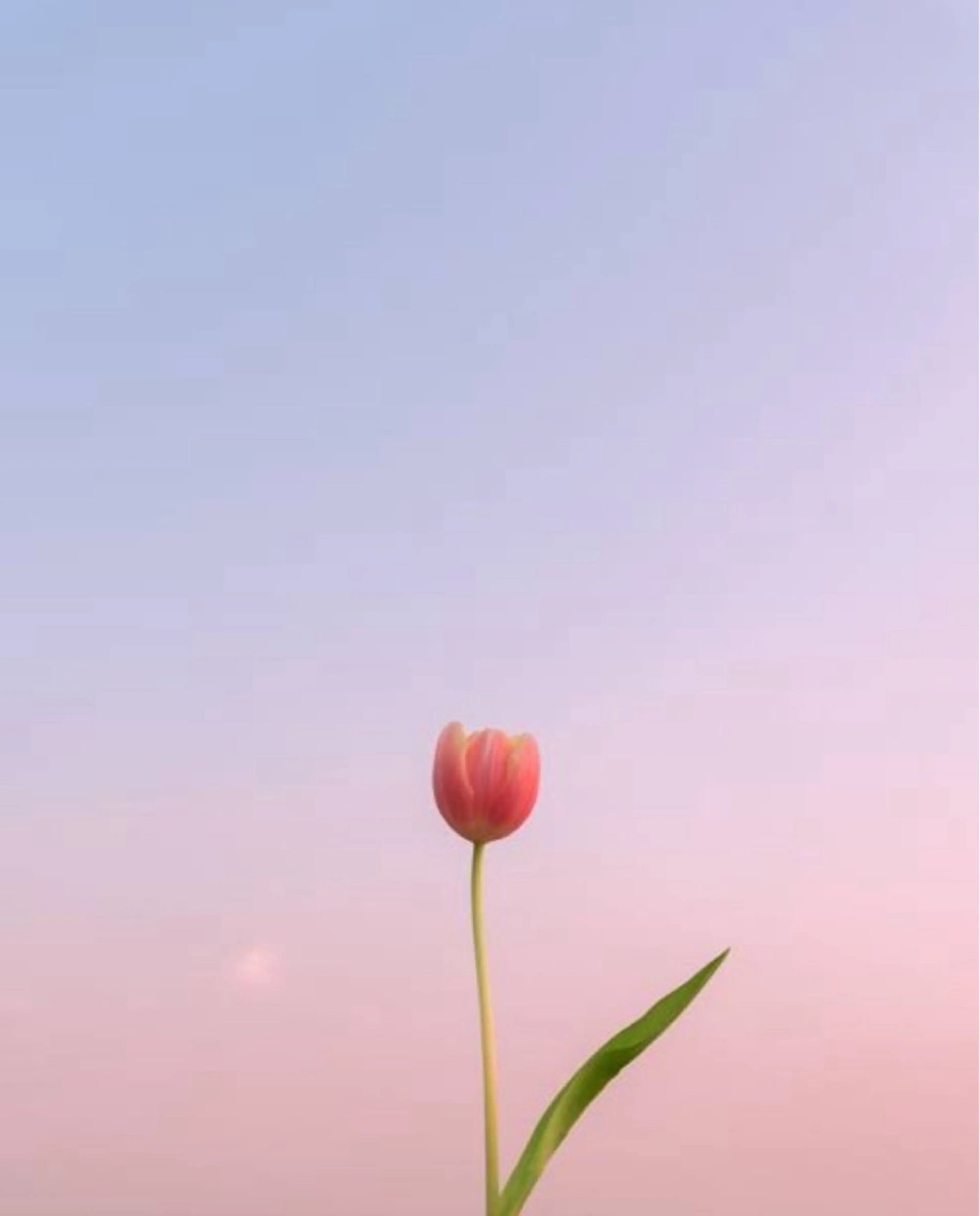 Maazlash所属・🕯️maaz lash1🕯️のマツエク・マツパデザイン