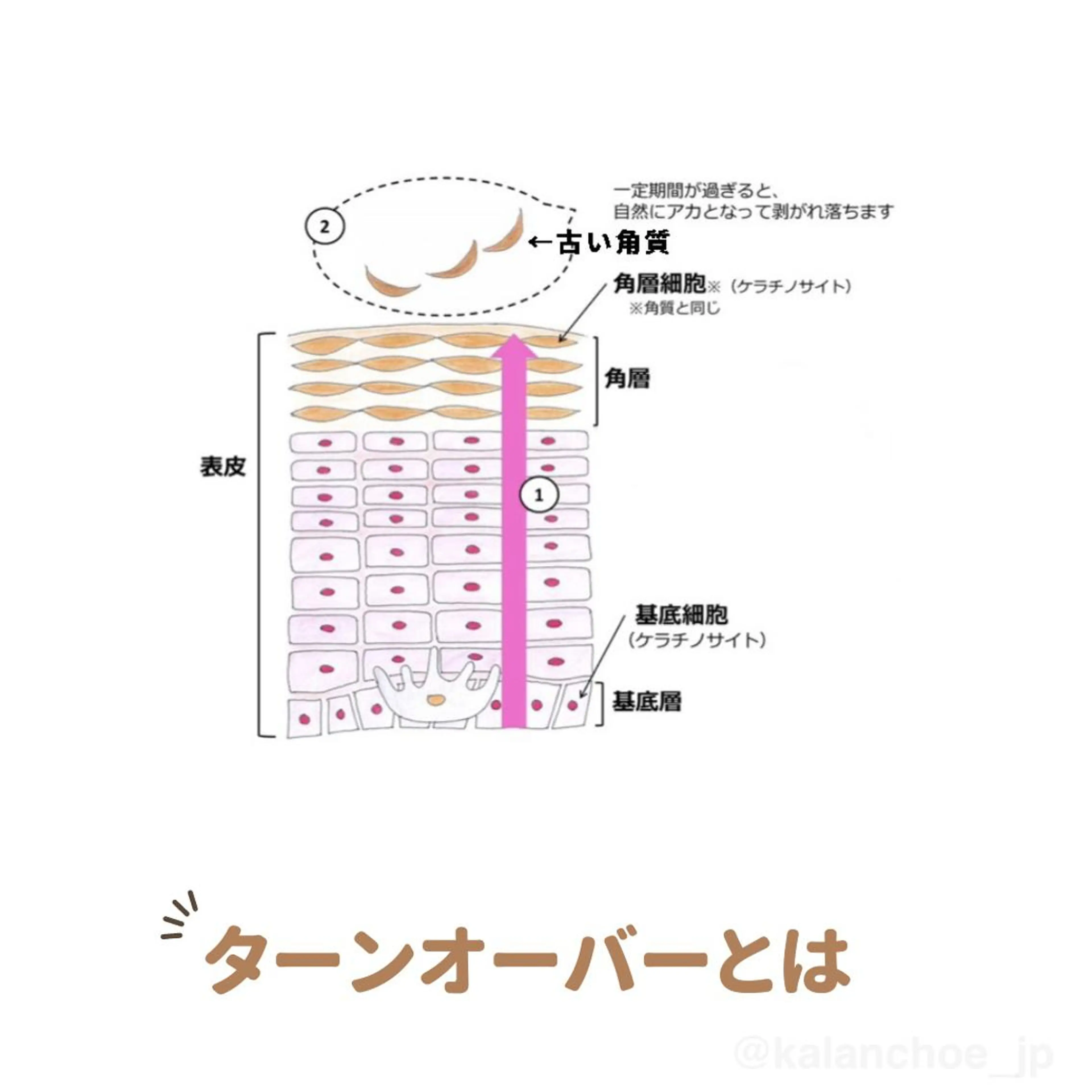 エステ 肌質改善 KALANCHOEのエステ・リラクイメージ
