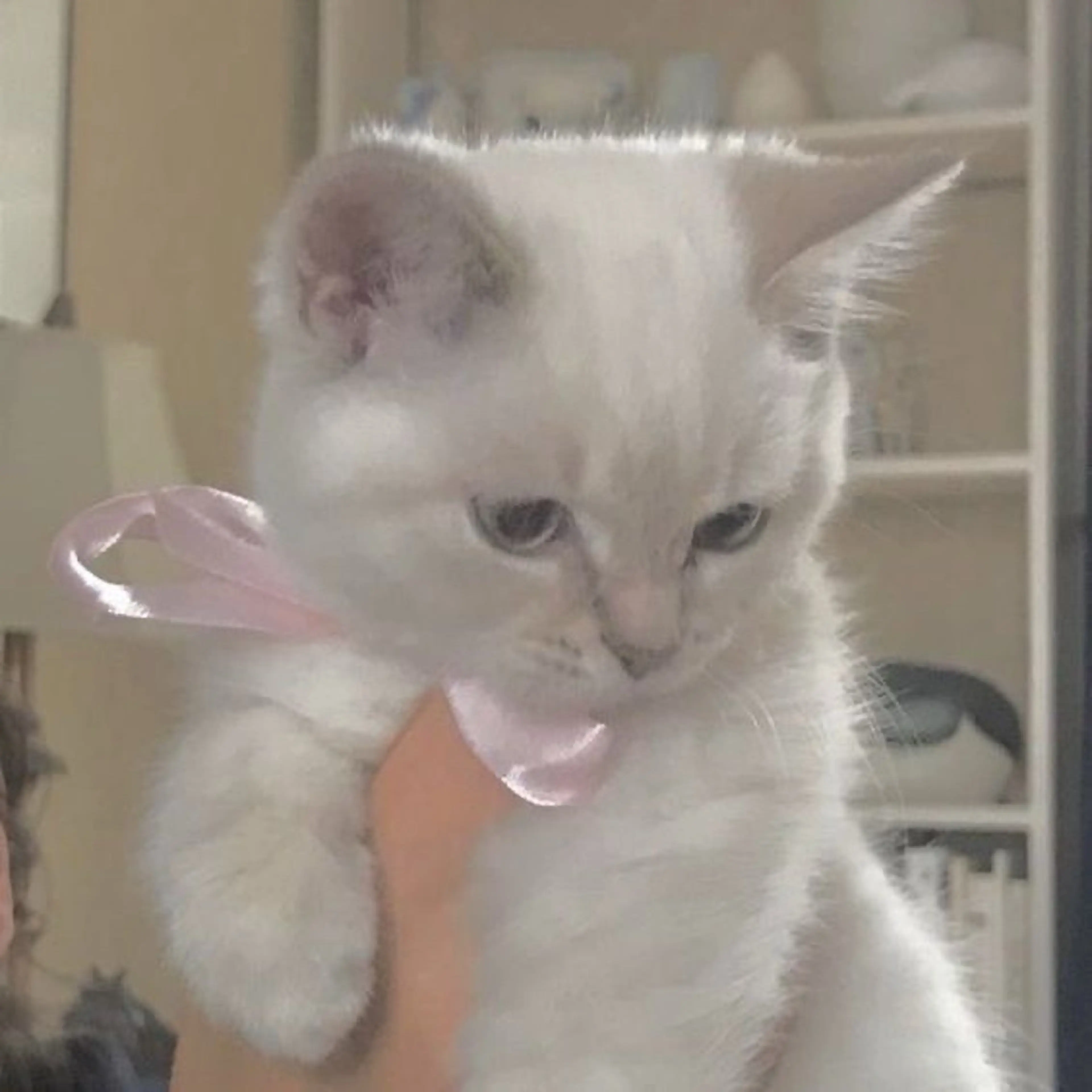 アイブロウ 🩰Misaki🦢 🪞のマツエク・マツパデザイン