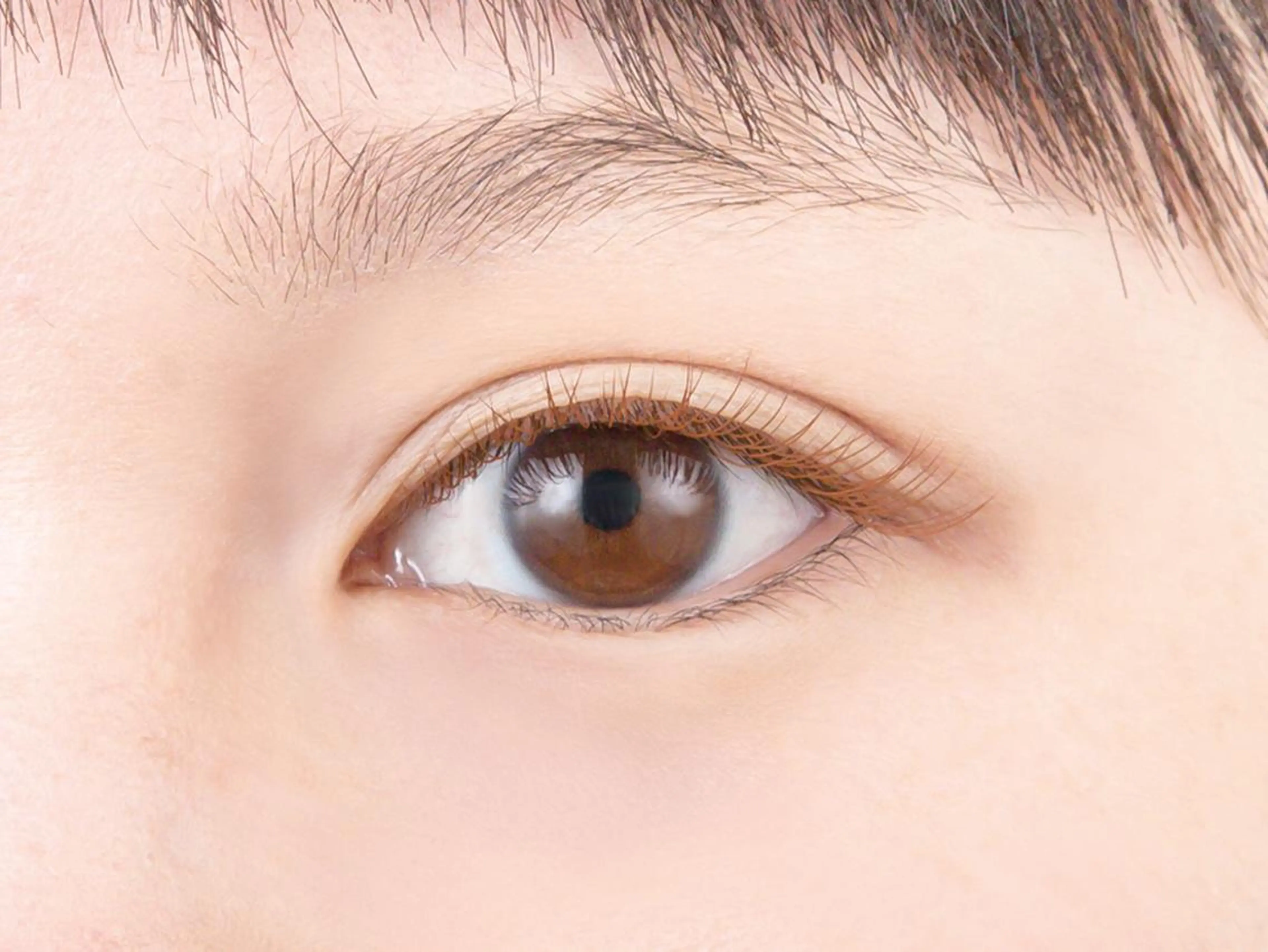 ブラウンラッシュ100本の写真