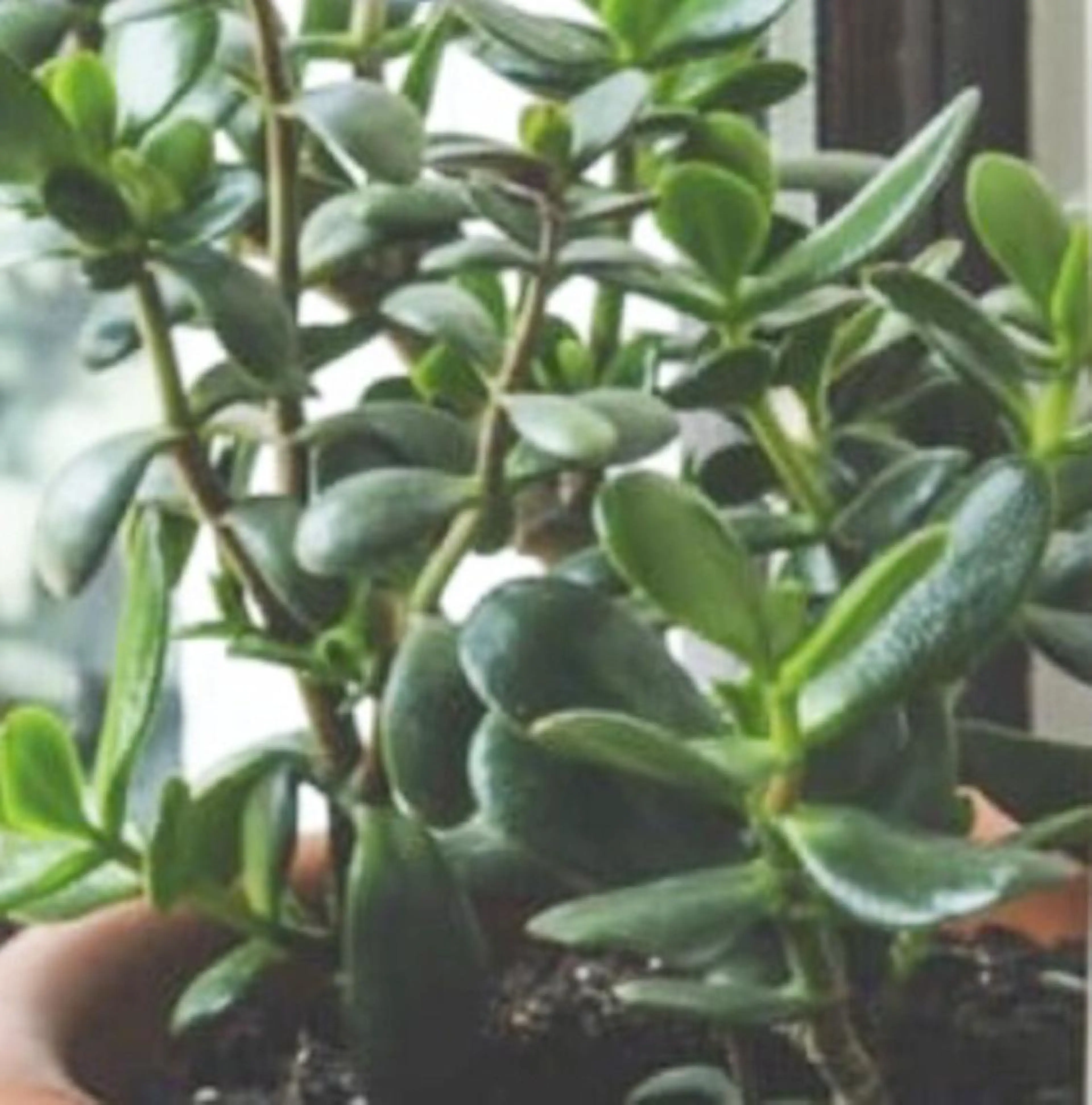 🌱 ま し お 🌱のその他イメージ