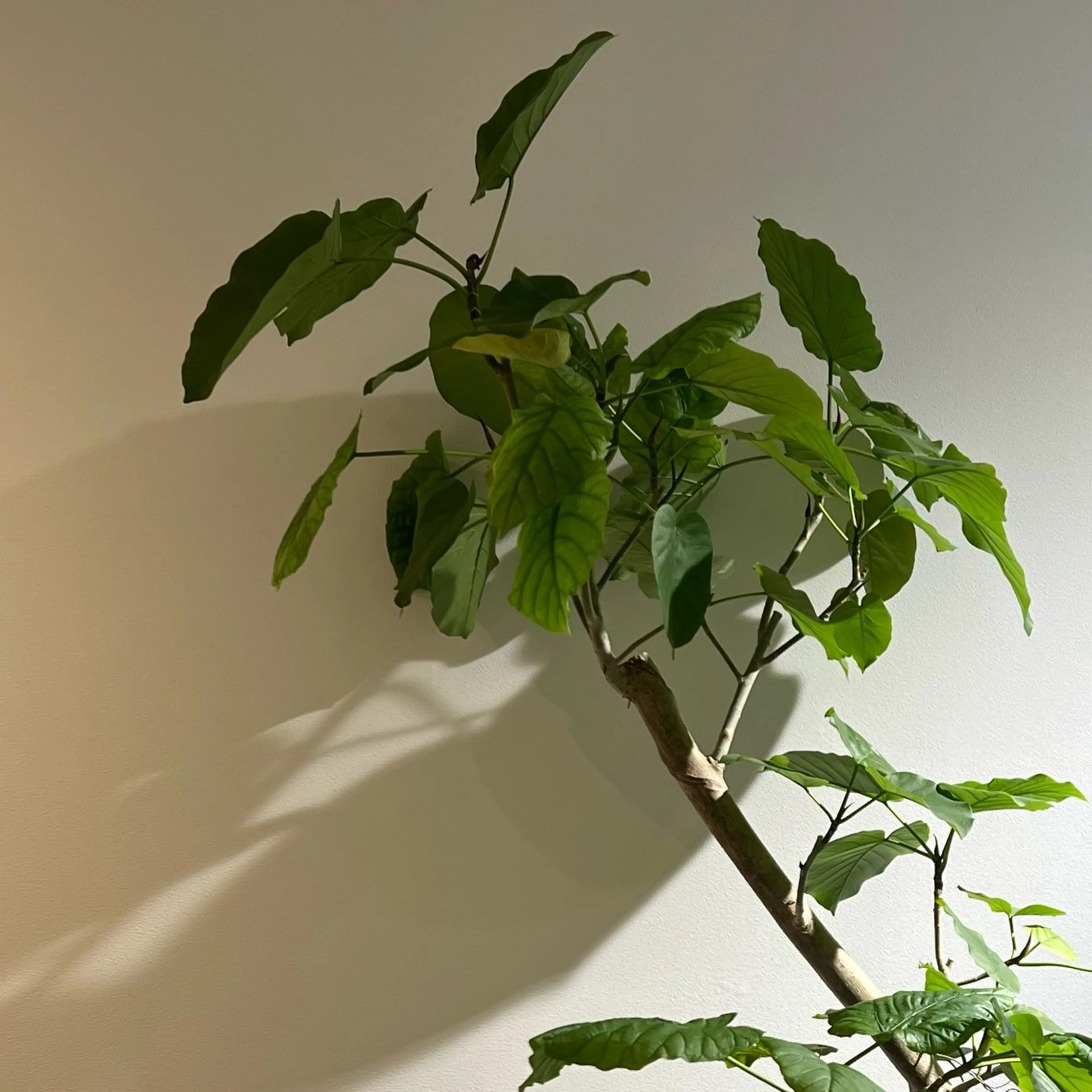 suu_ emiriのマツエク・マツパデザイン