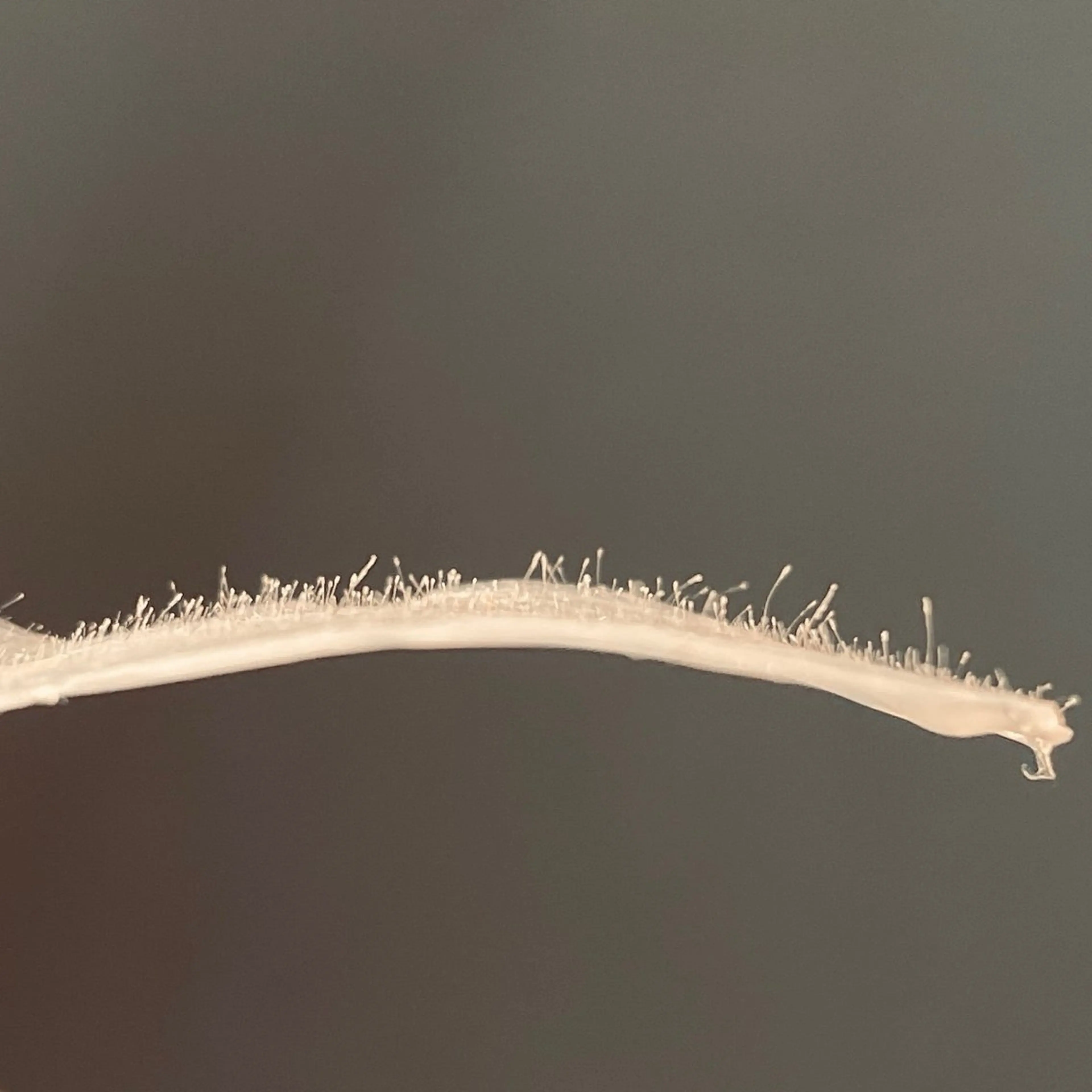 アイブロウ 眉毛ワックス脱毛 税田 芽生の眉毛・アイブロウイメージ