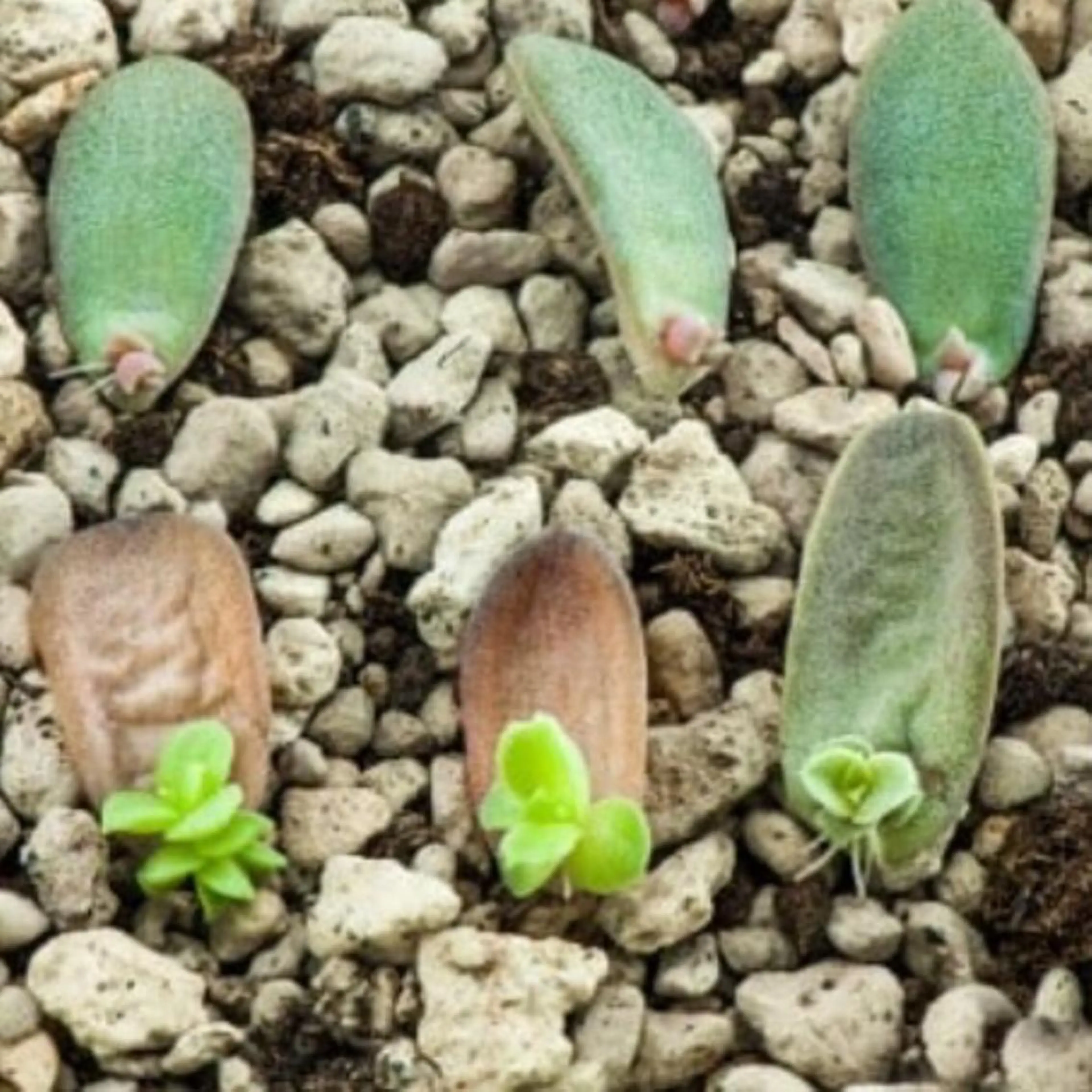 🌱 ま し お 🌱のその他イメージ