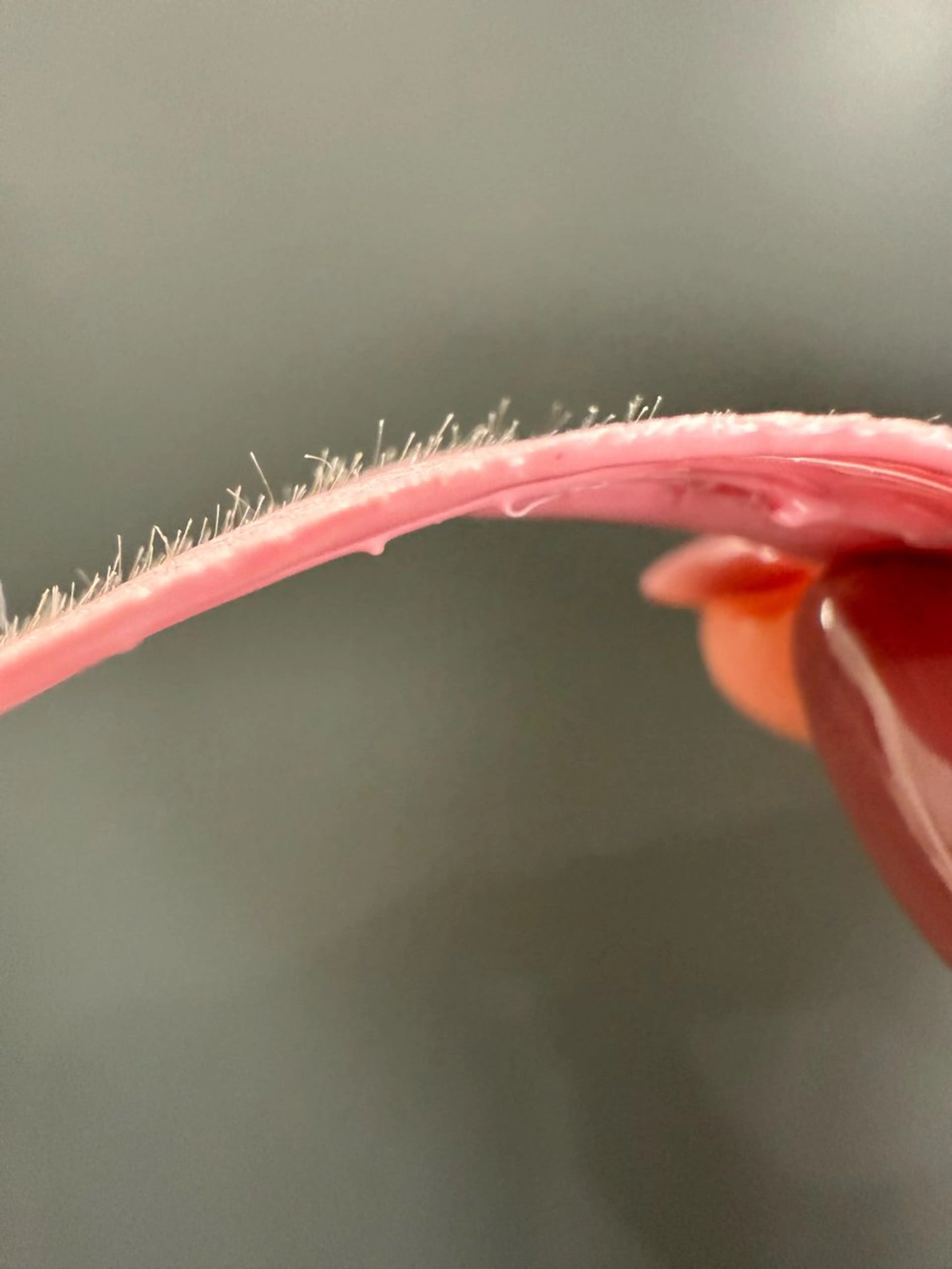 PERFECT LASHスタジオ所属・川﨑 杏莉のエステ・リラクイメージ