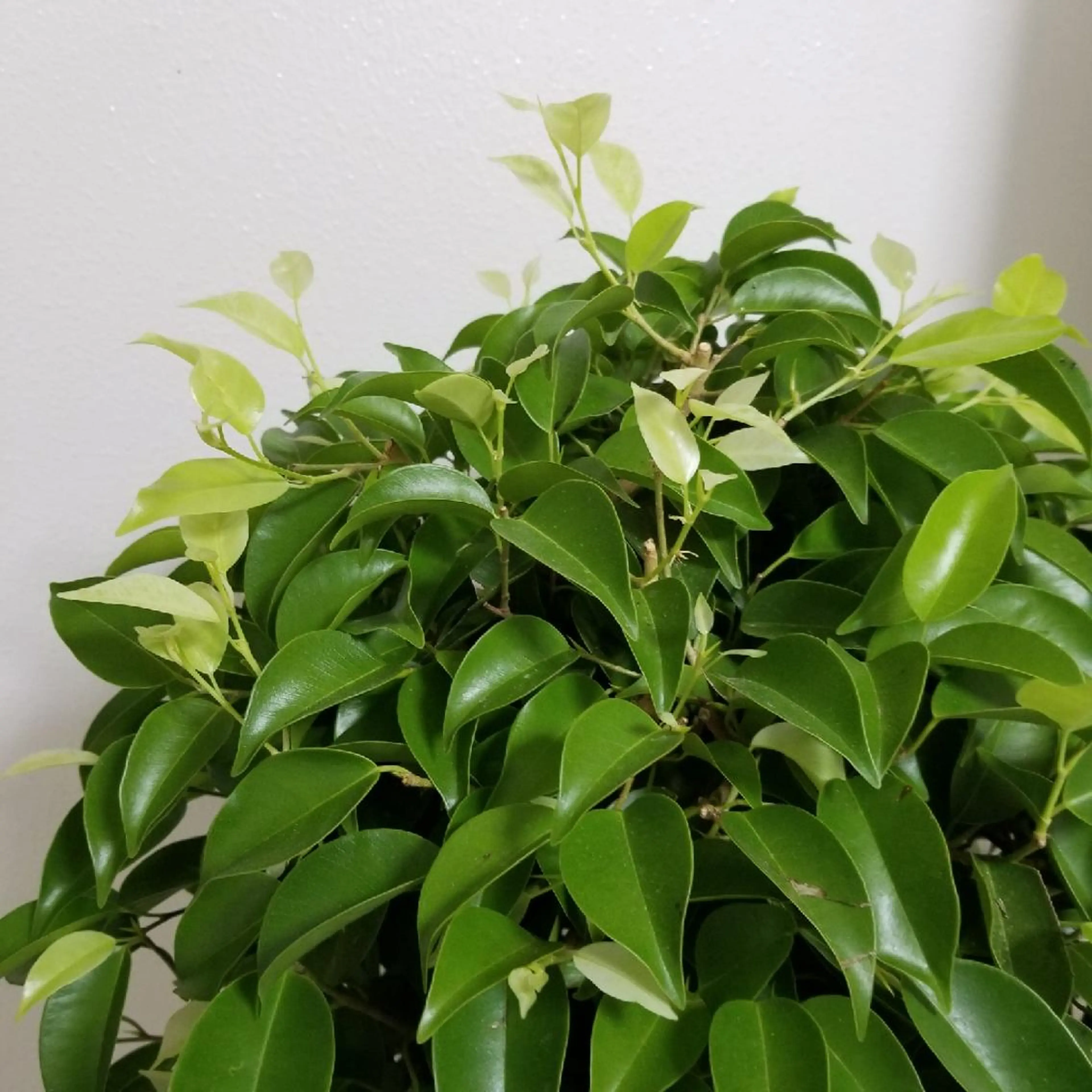 A*[エースター] シュガーリング🍋のエステ・リラクイメージ