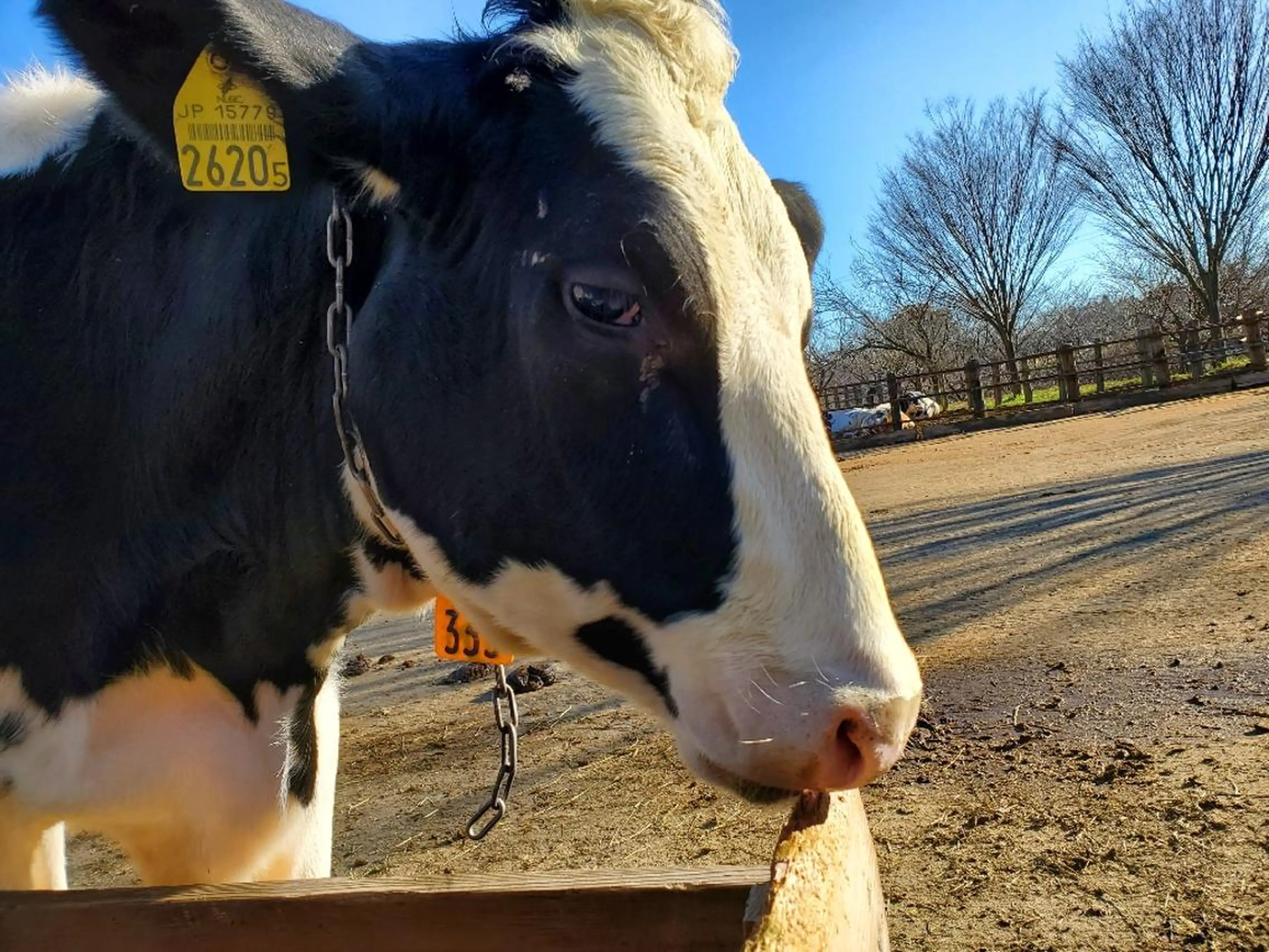 GIFT所属・谷 結奈のヘアスタイル
