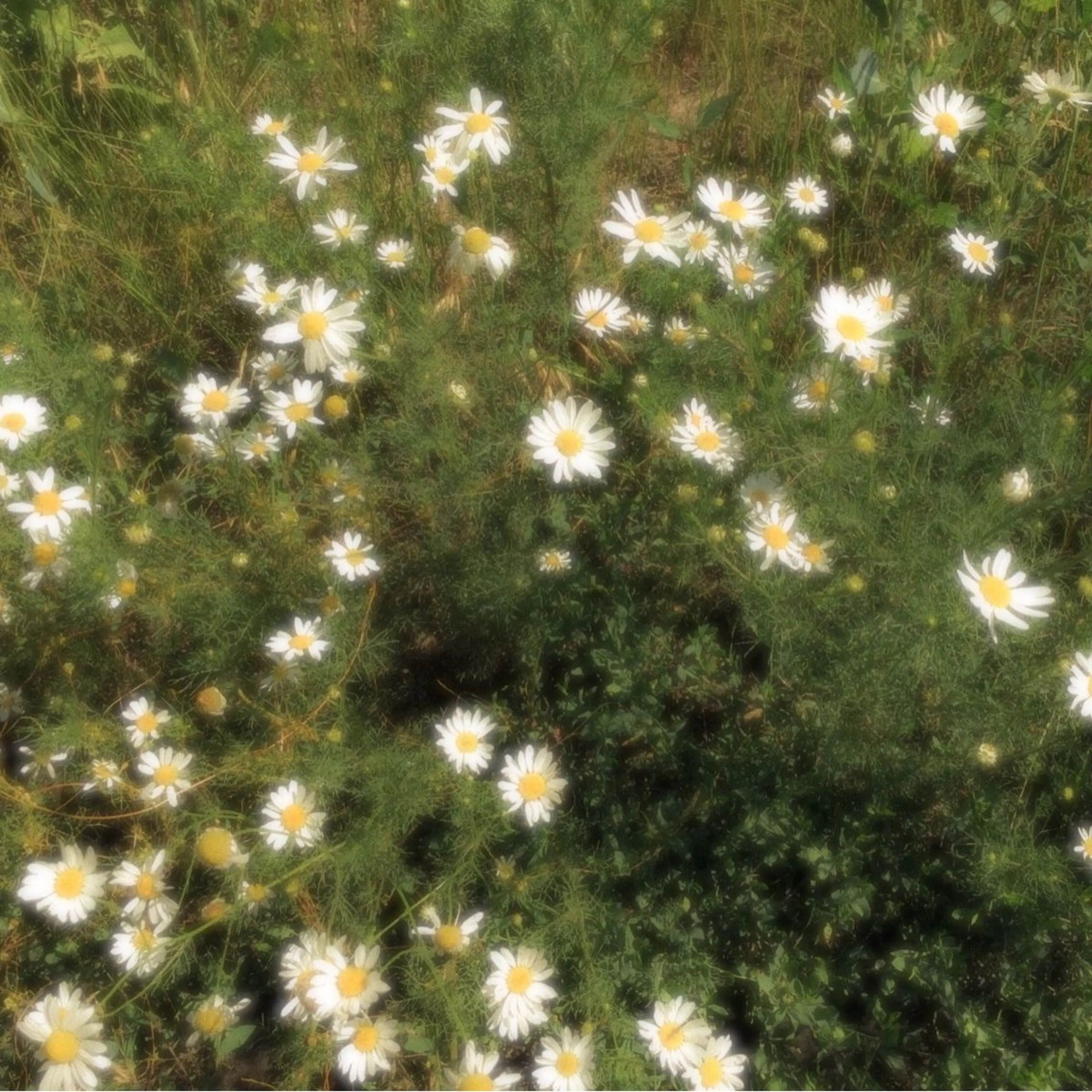 オト/レイヤー/ Wカラー/メンズのヘアスタイル