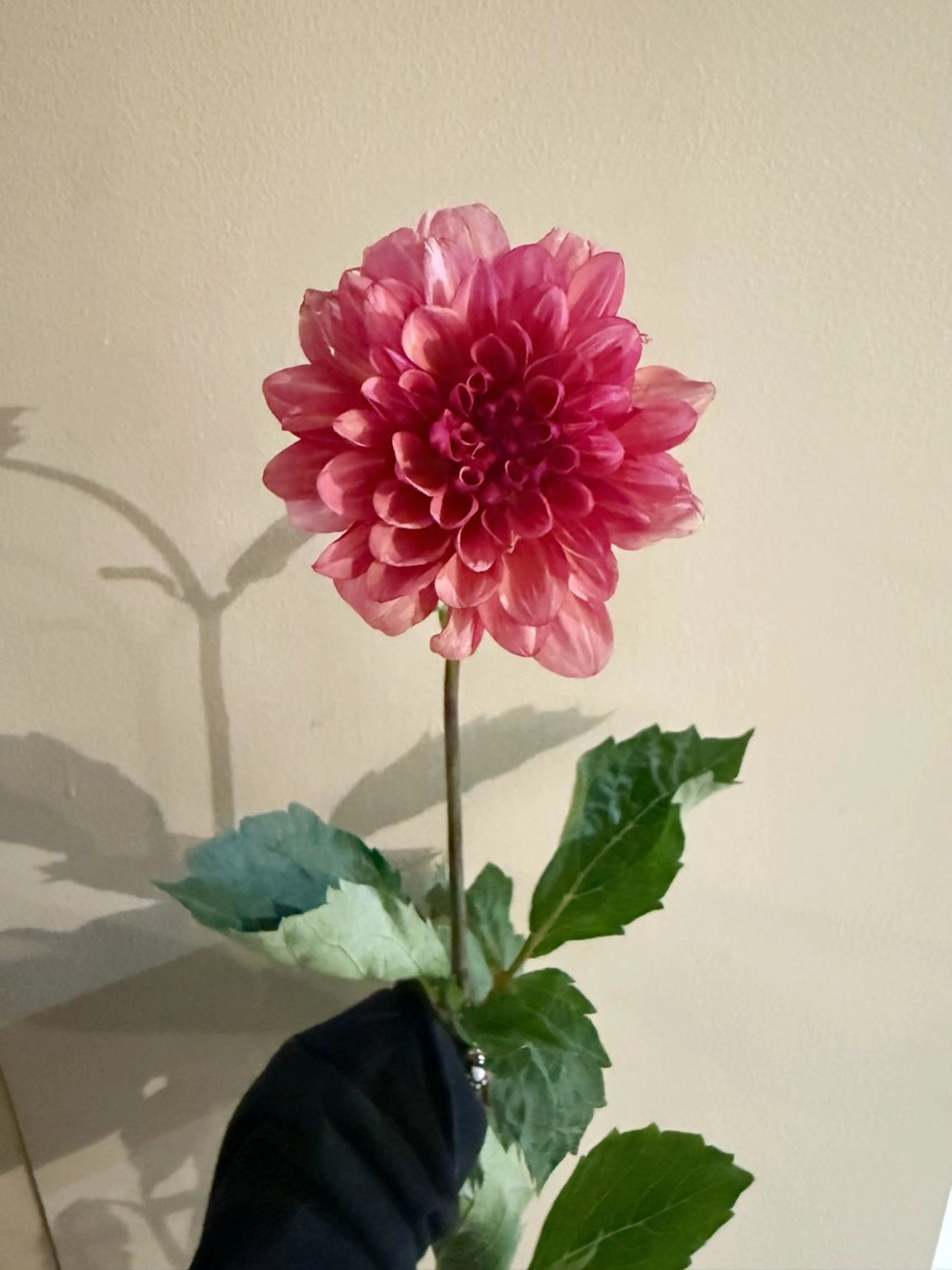 カット ヘアカラー トリートメント 🌻花屋併設🌻濱 幸帆のヘアスタイル