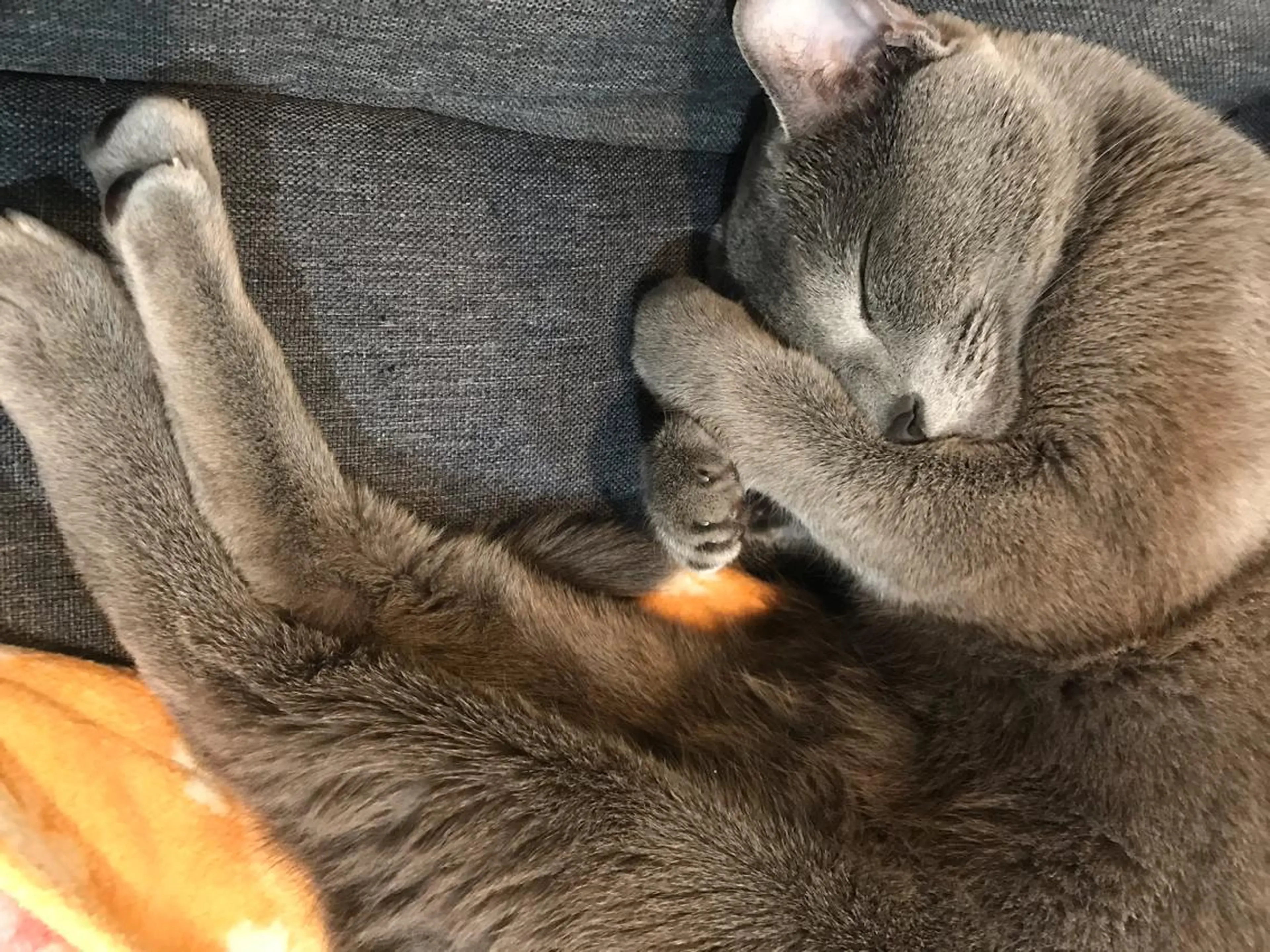 ショート カラー パーマ ヘアアレンジ メンズ キッズ ネイル マツエク・マツパ アイブロウ アニメ,Vオタク× 即効痩せエステサロンのエステ・リラクイメージ