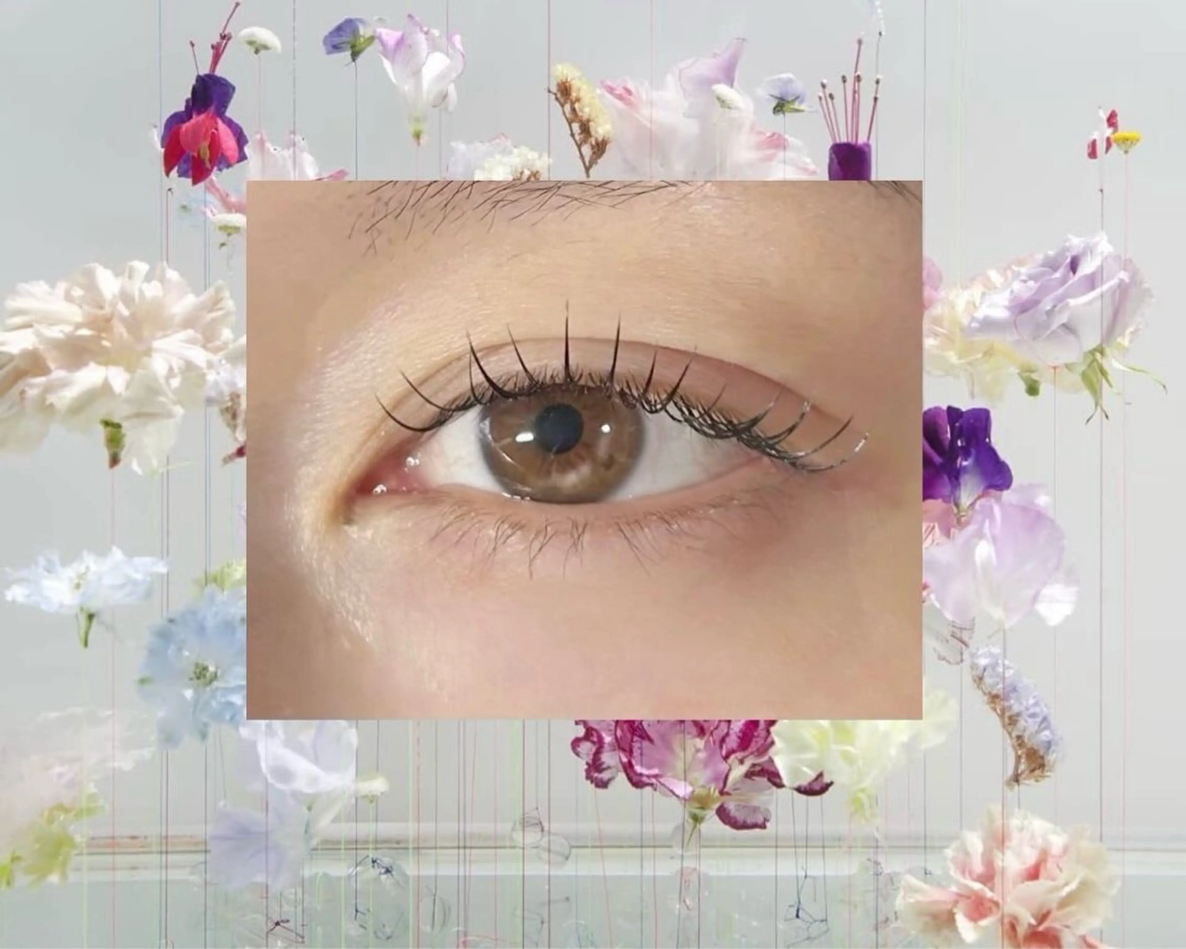 ﾌﾞﾗｳﾝｴｸｽﾃ 120本の写真