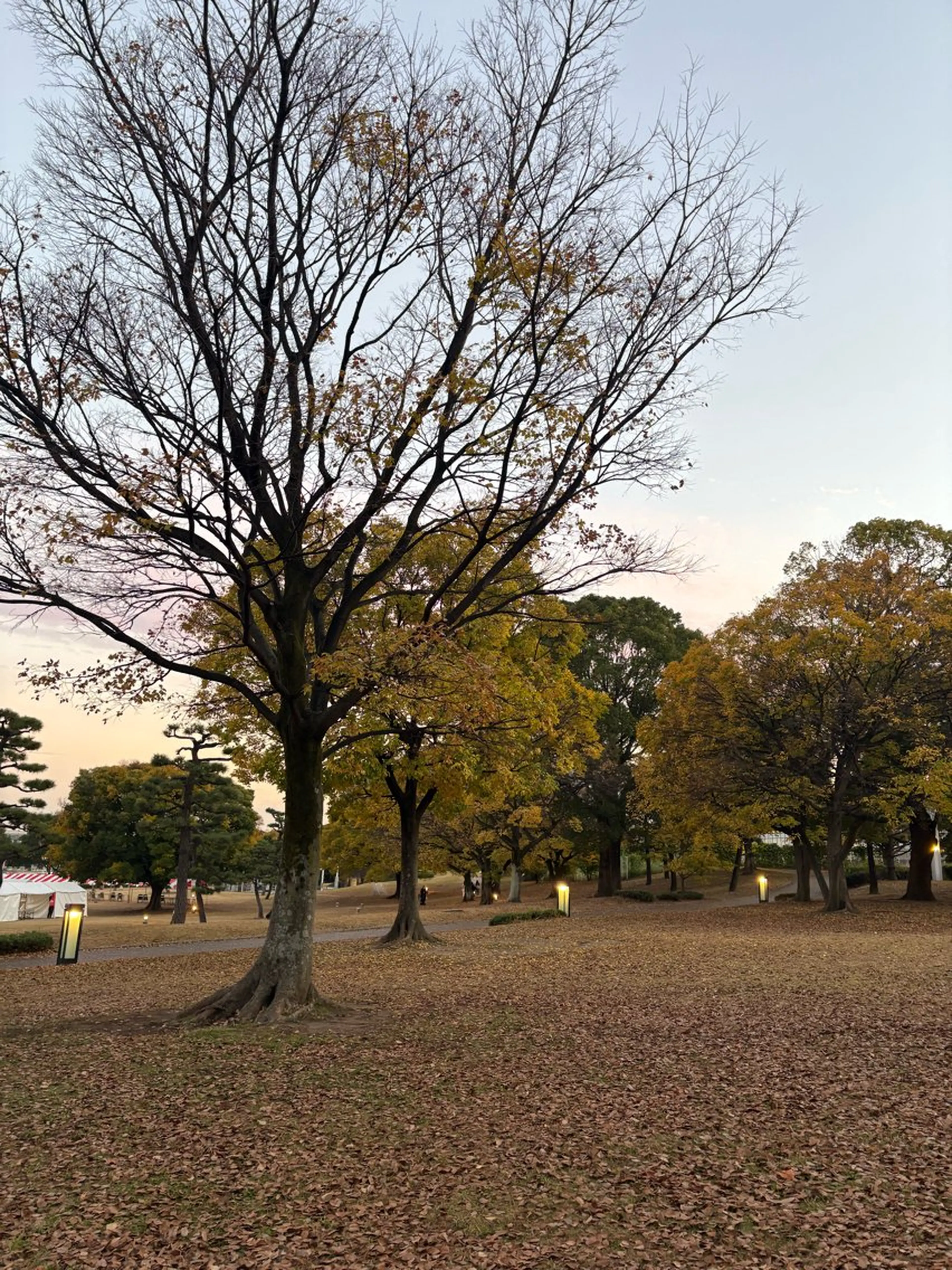 Yu-ka🌼*･ カラーモデル募集❣️のヘアスタイル