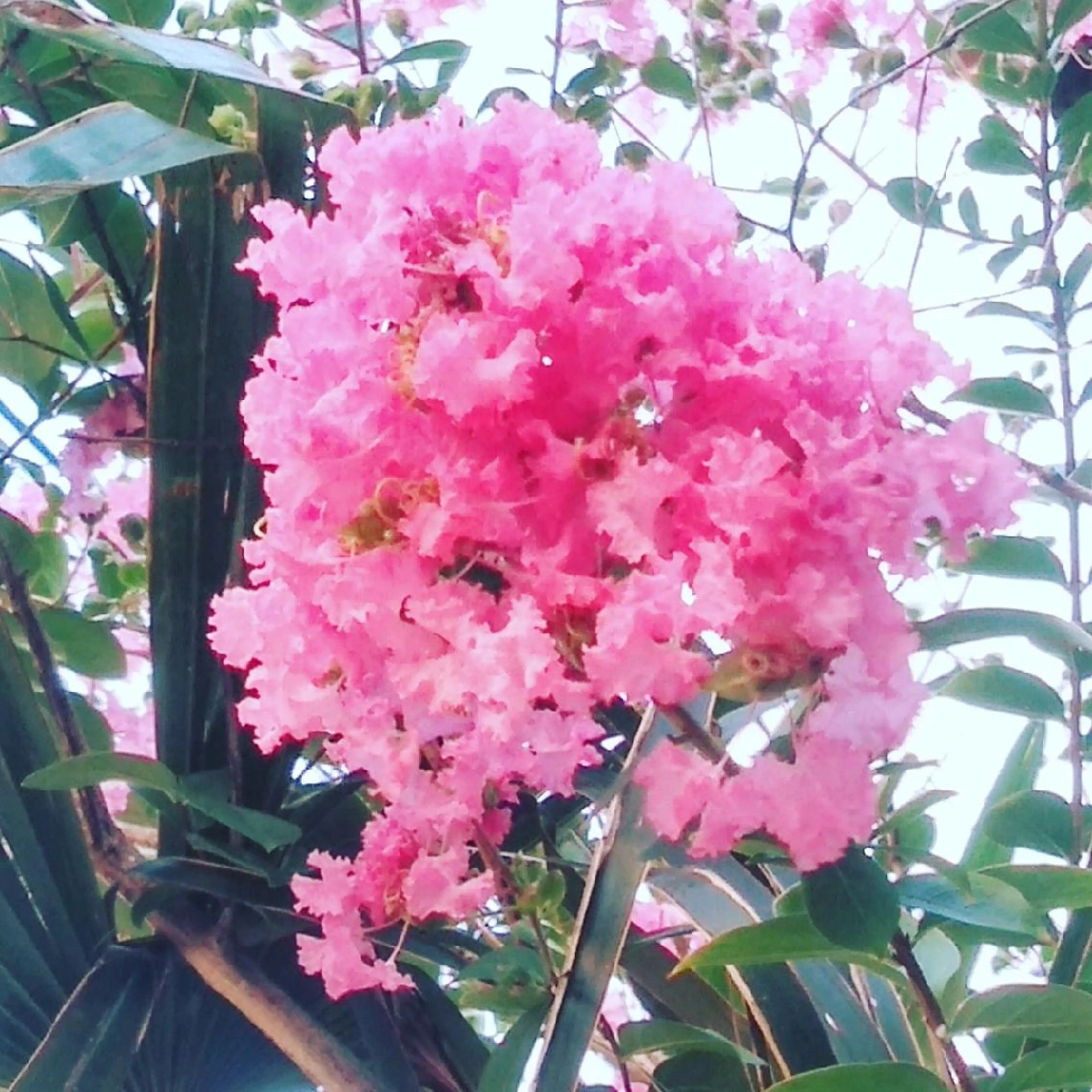 あべ みかのヘアスタイル