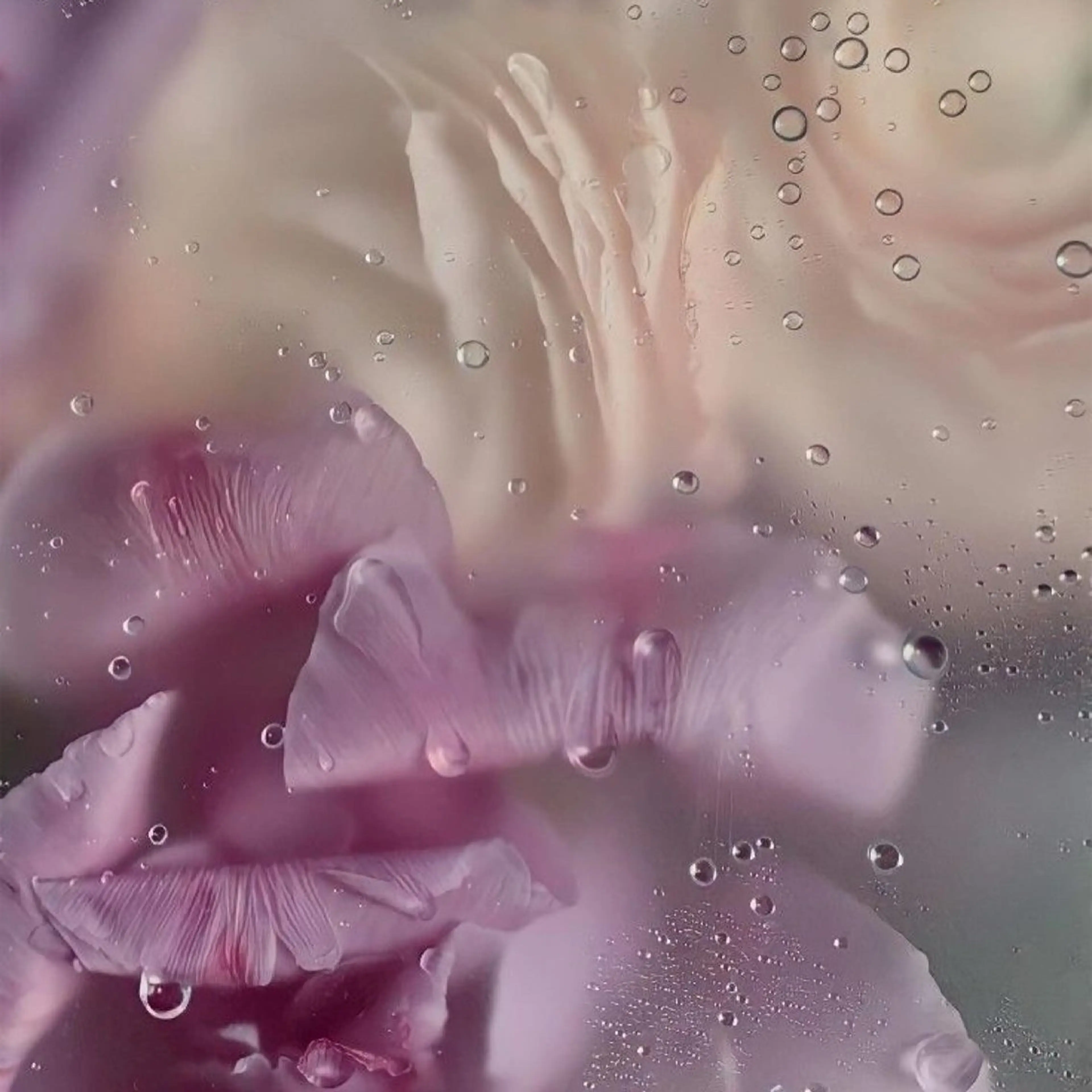 POLA　R-isa所属・小顔 🌿R-isa森井のエステ・リラクイメージ