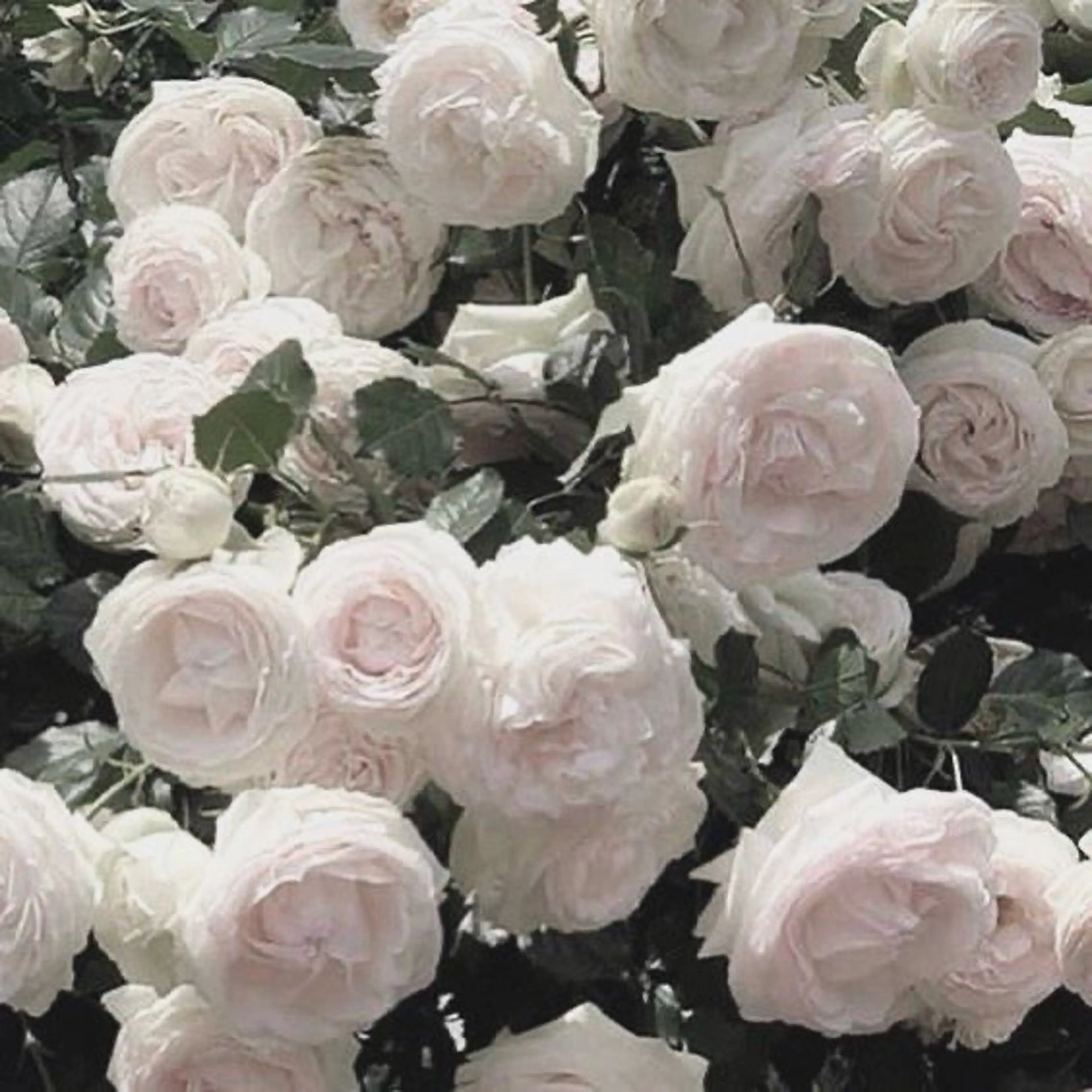 ネイル *Bianca国分寺 IGUCHI✮*｡ﾟのネイルデザイン